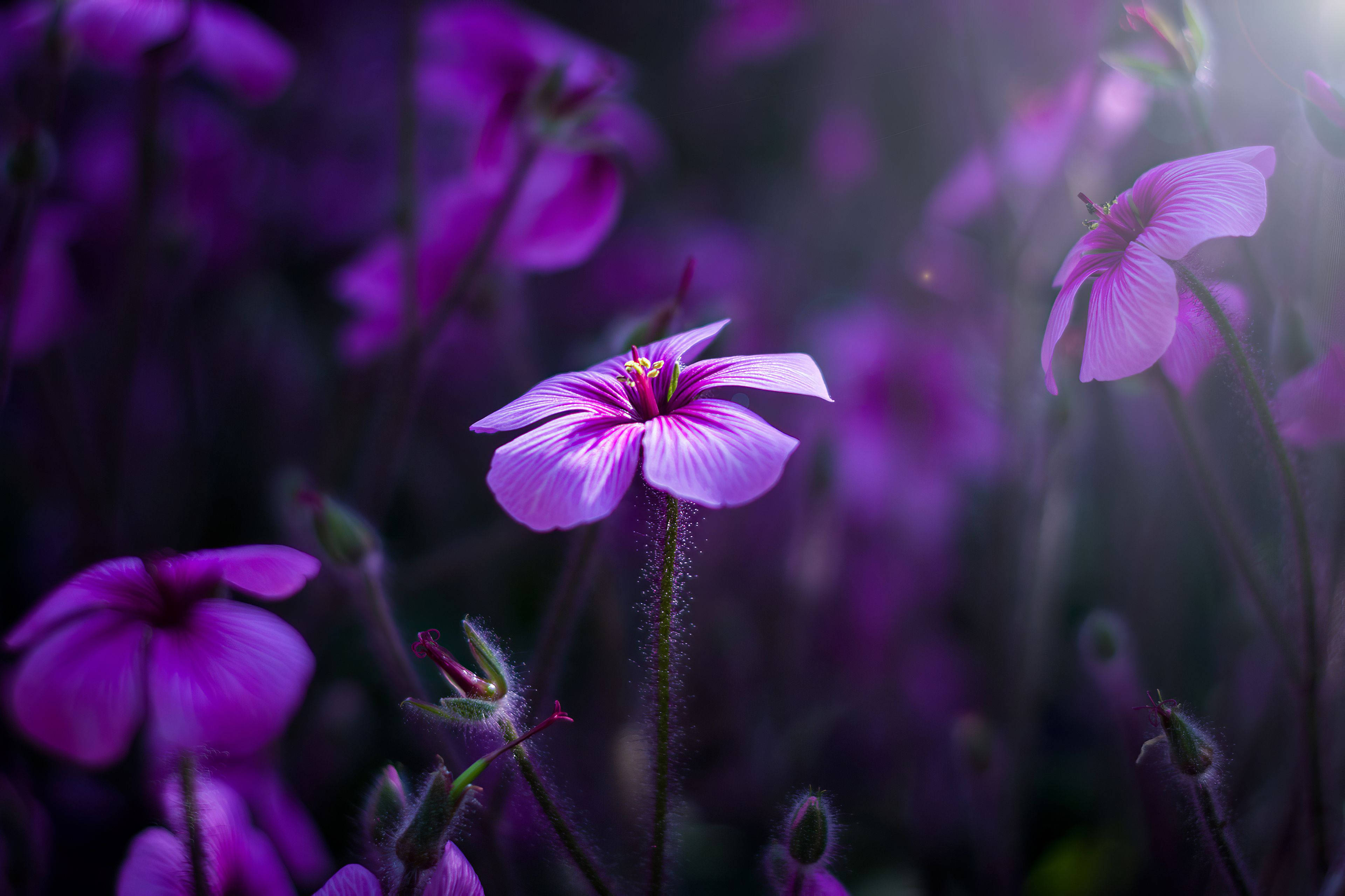 Purple Flower, field of similar blossoms, gentle backlighting, 4K Desktop Wallpaper
