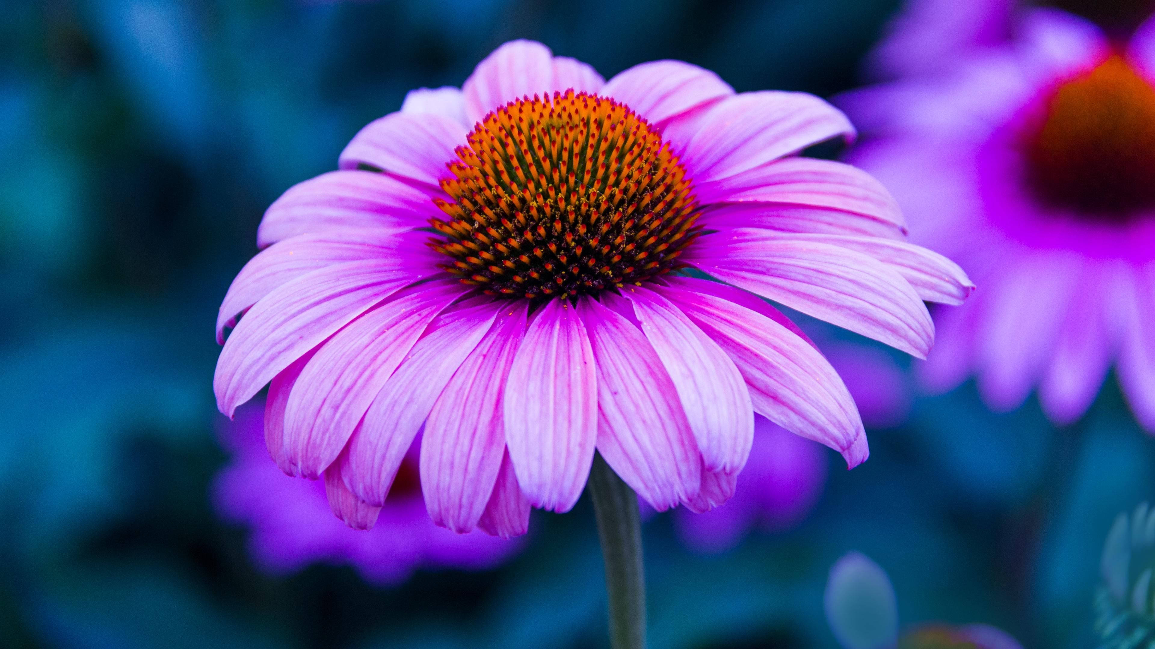 light purple coneflower, spiky orange center, cool blue-green garden backdrop, 4K Desktop Wallpaper