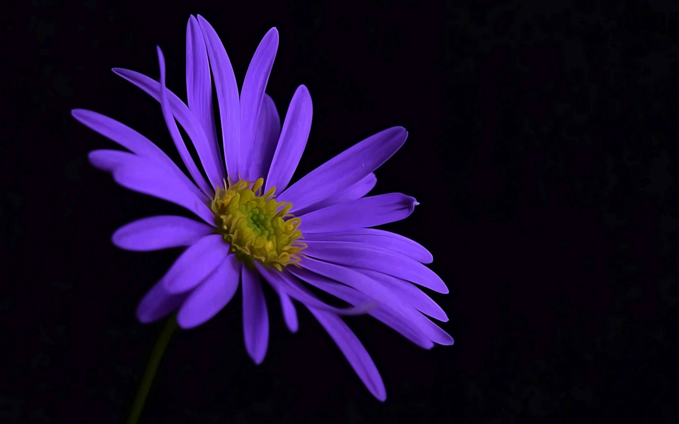 solitary purple flower, vibrant purple daisy, yellow center, 2K Desktop Wallpaper