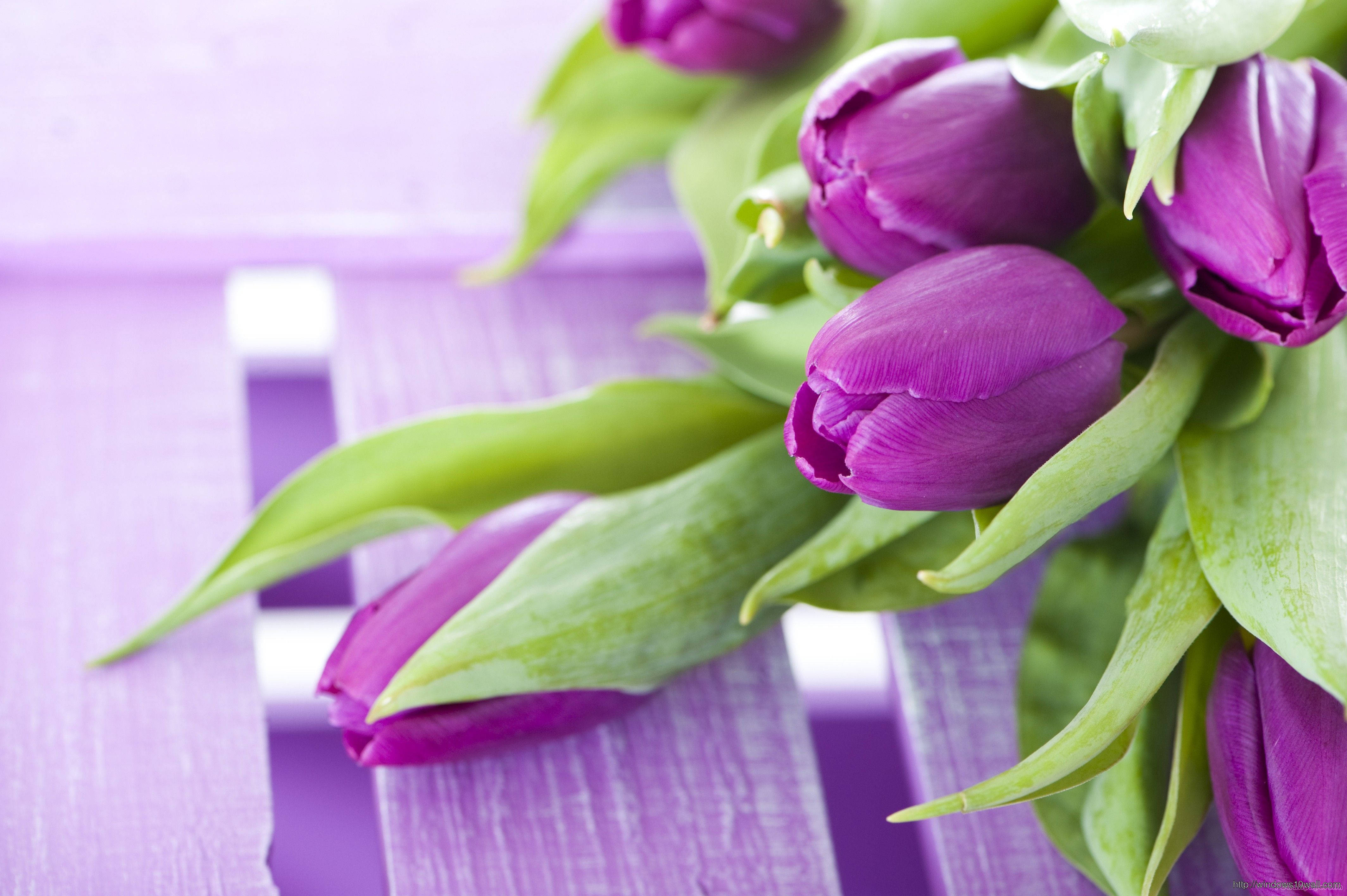 purple flower tulips, green leaves, purple wooden slatted surface, 4K Desktop Wallpaper