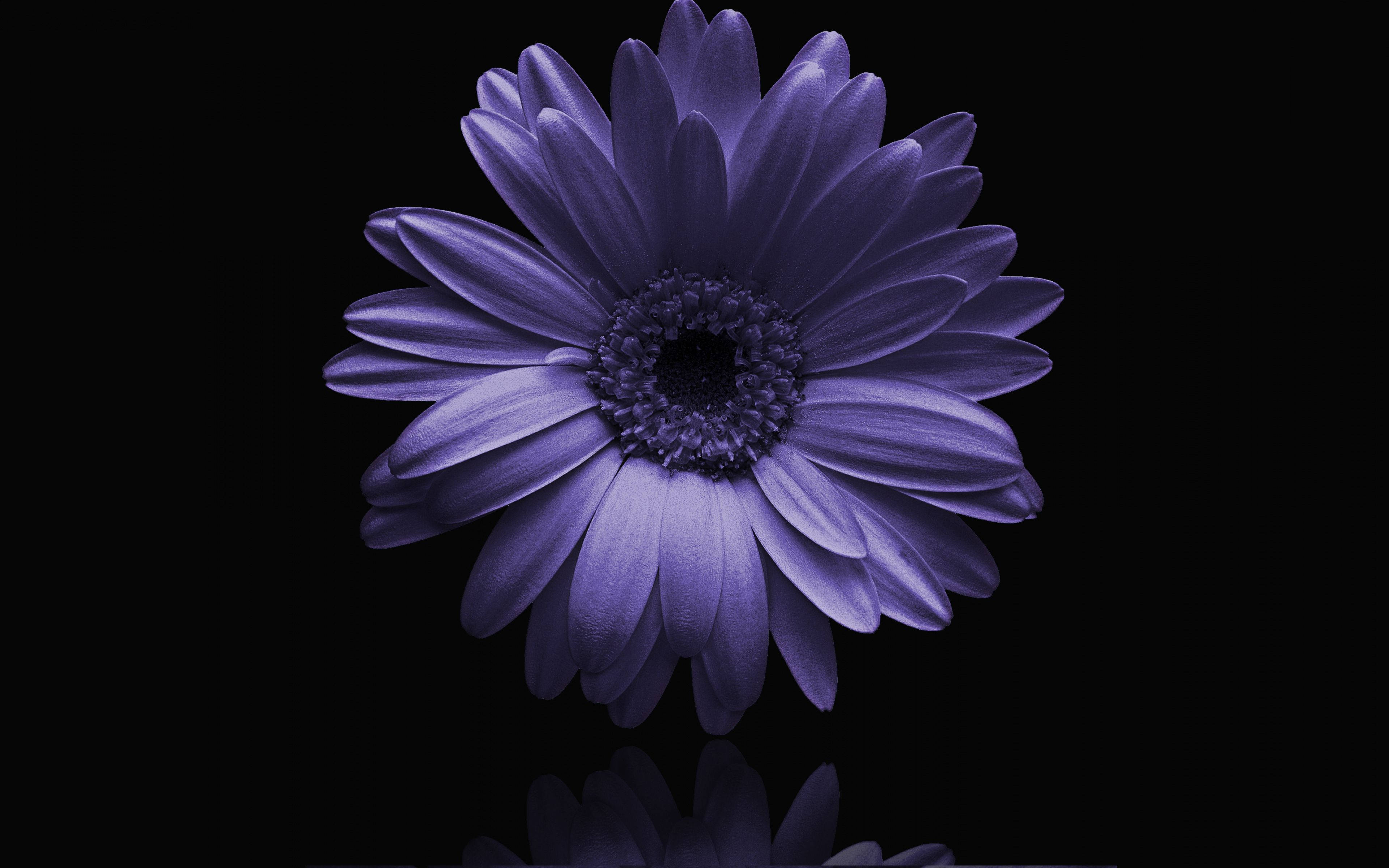 single pure purple flower, vibrant purple daisy, stark black background, 4K Desktop Wallpaper
