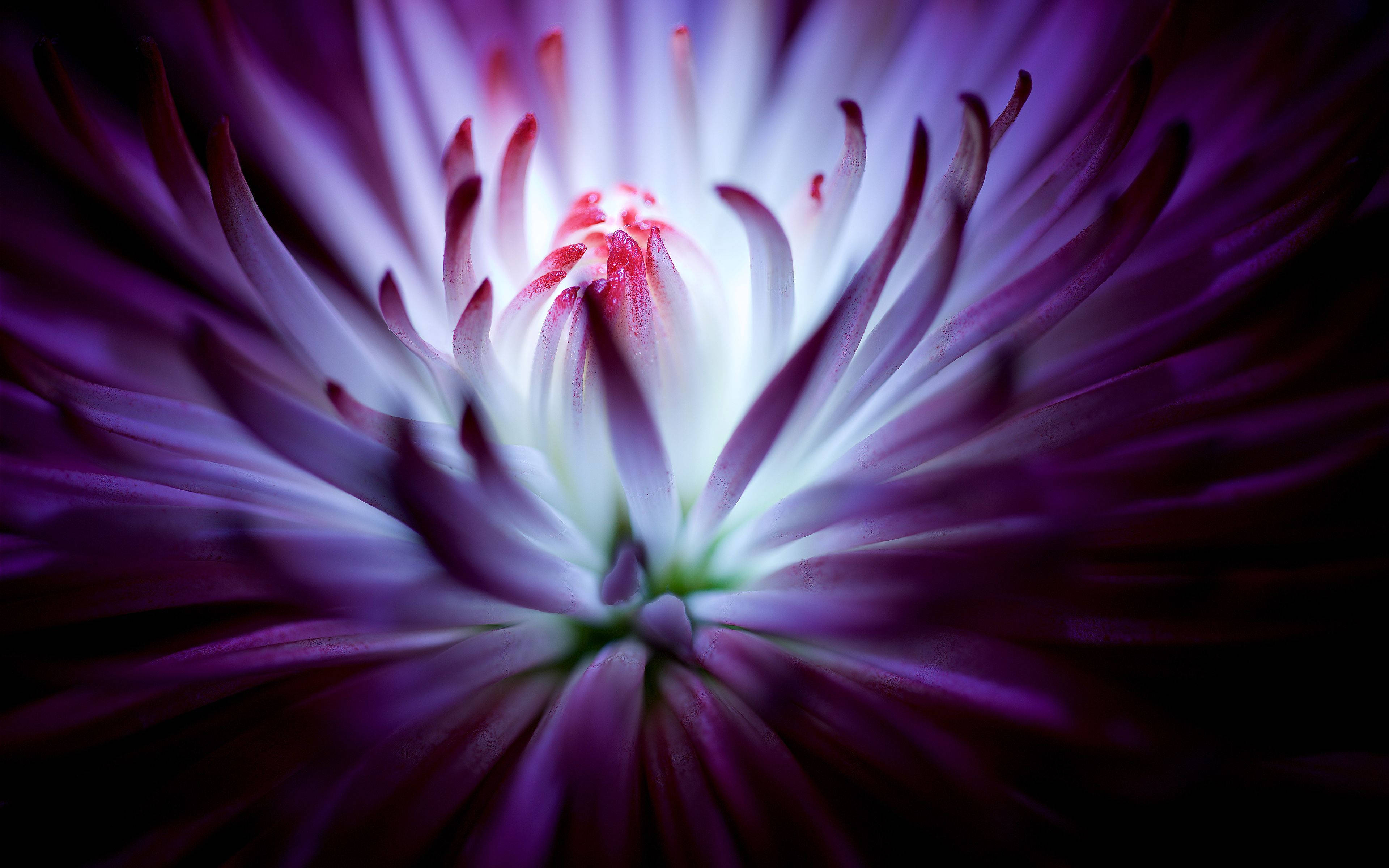 chrysanthemum, purple flower, glowing white center, 4K Desktop Wallpaper