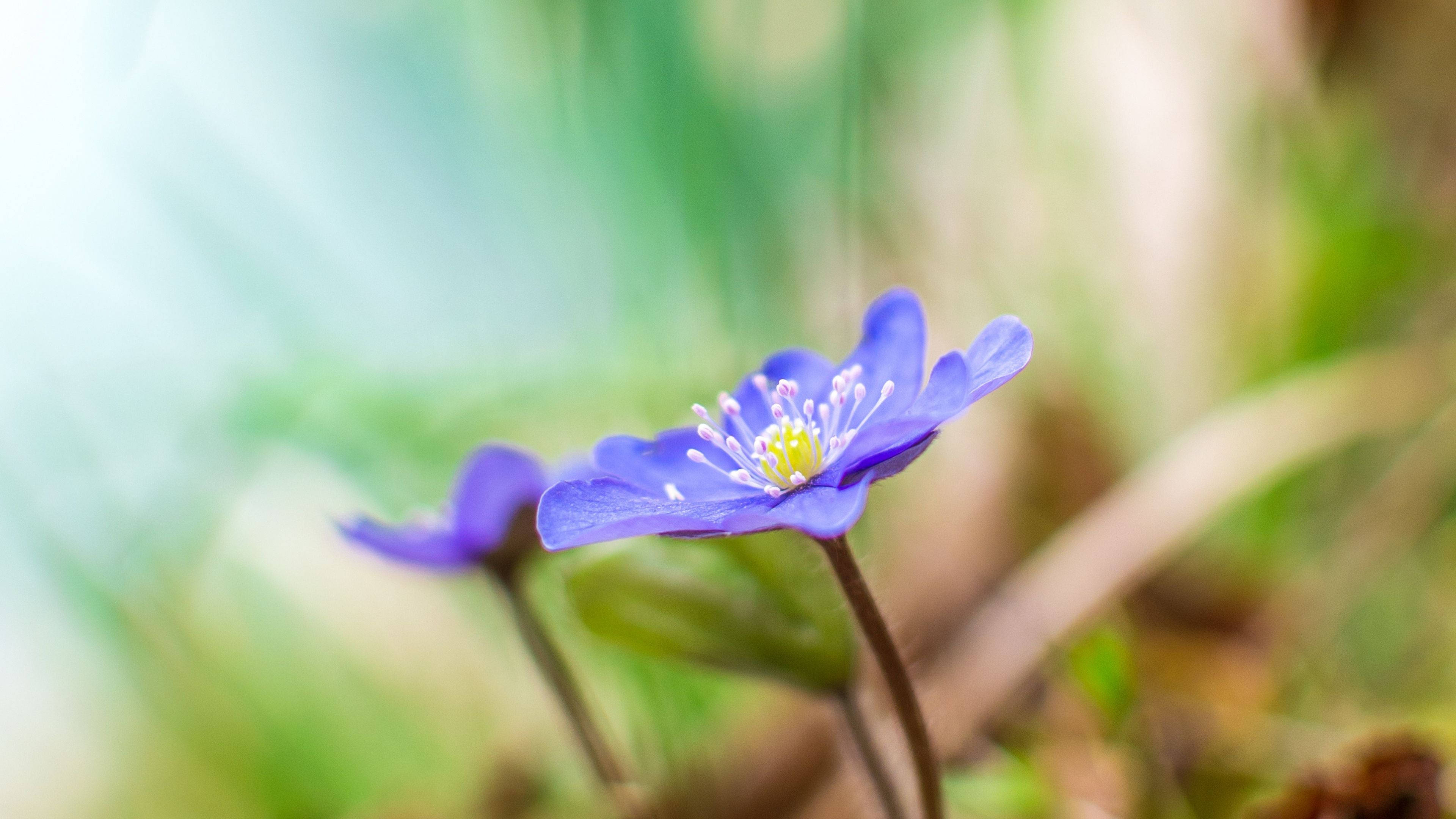 purple flower, yellow core, blurred green background, 4K Desktop Wallpaper