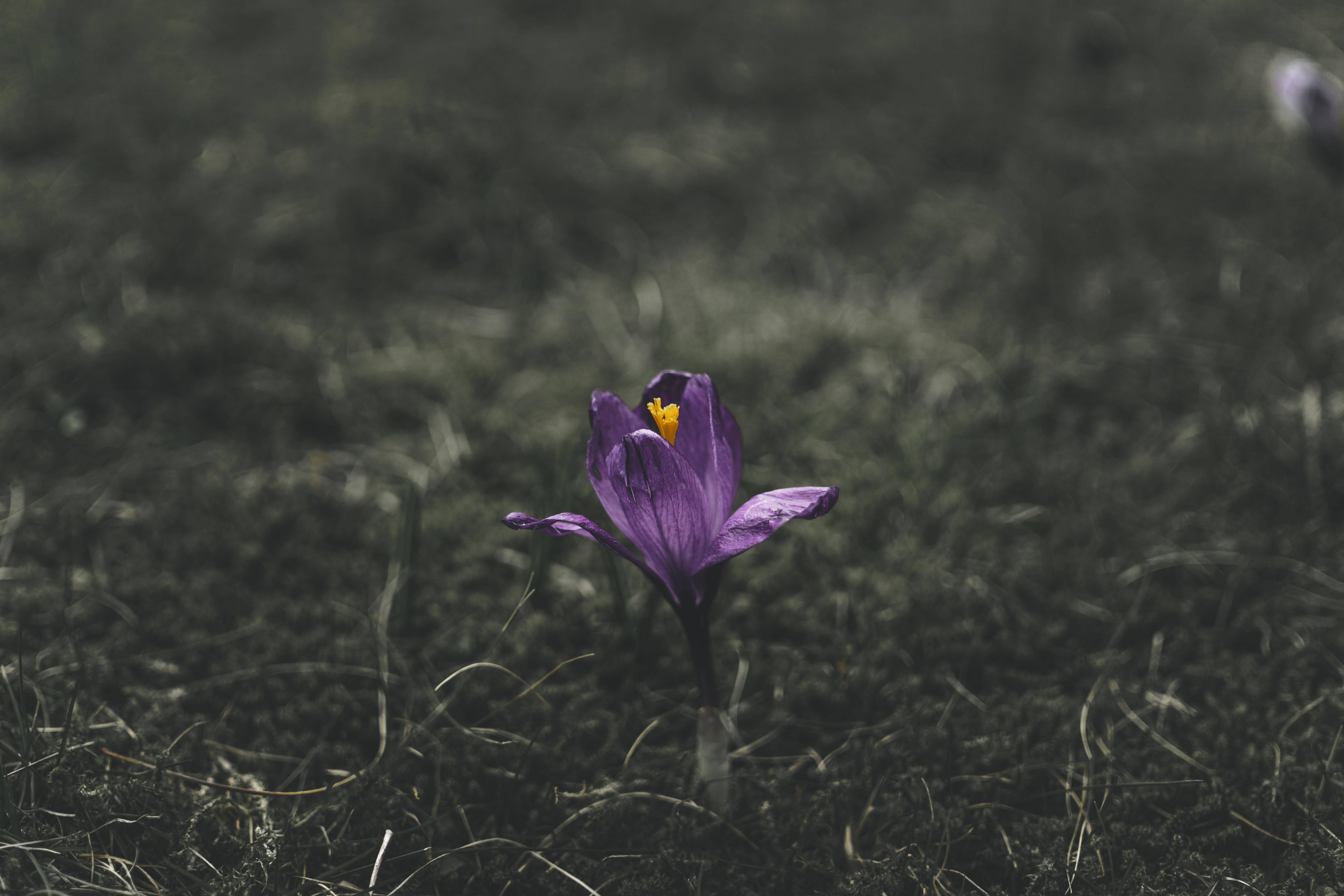 purple crocus, yellow center, muted green grassy field, 5K Desktop Wallpaper