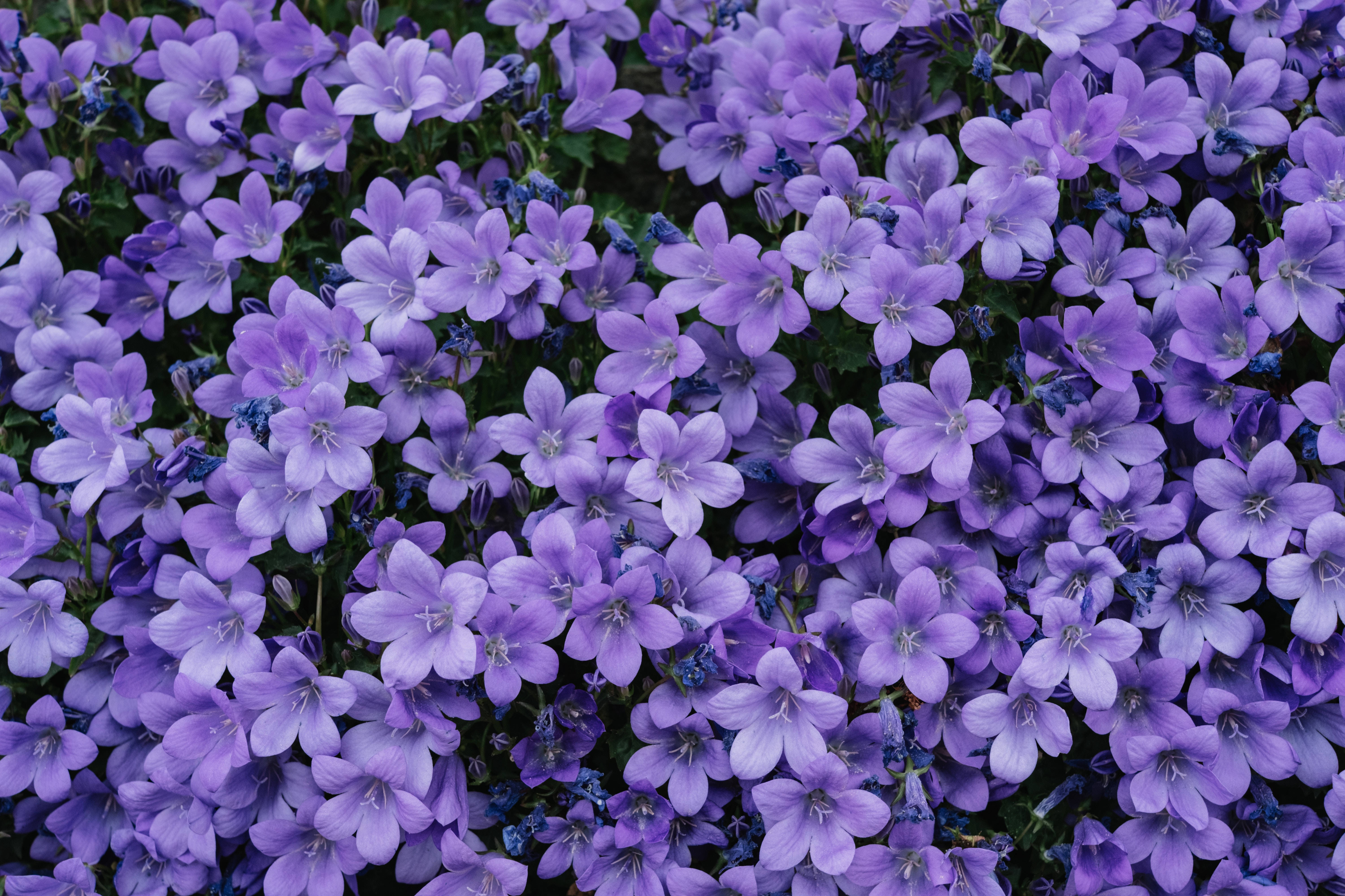 lilac, purple bell-shaped flowers, green stems, 5K Desktop Wallpaper