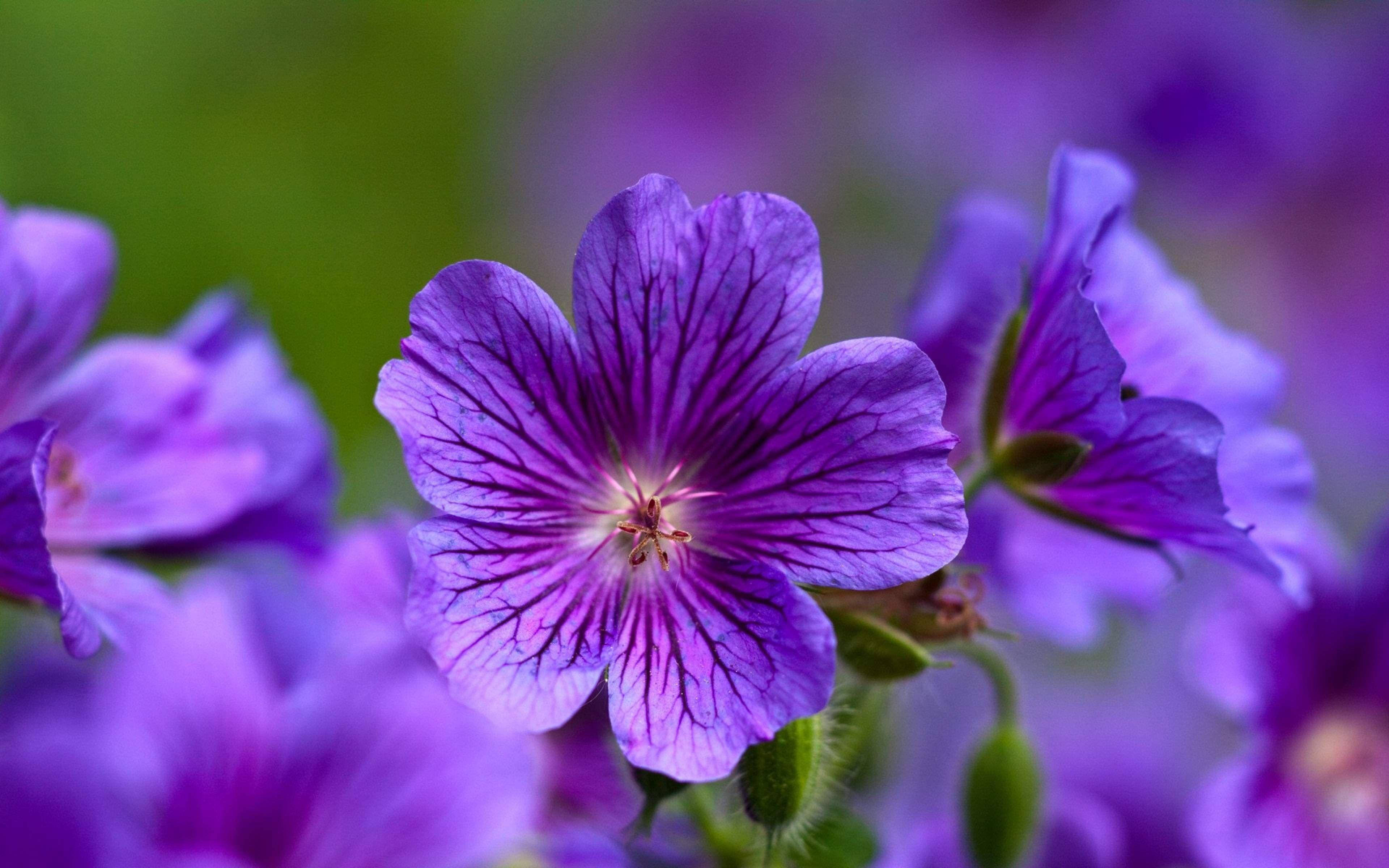 Cranesbill Geranium, vibrant purple, delicate dark veins, 4K Desktop Wallpaper