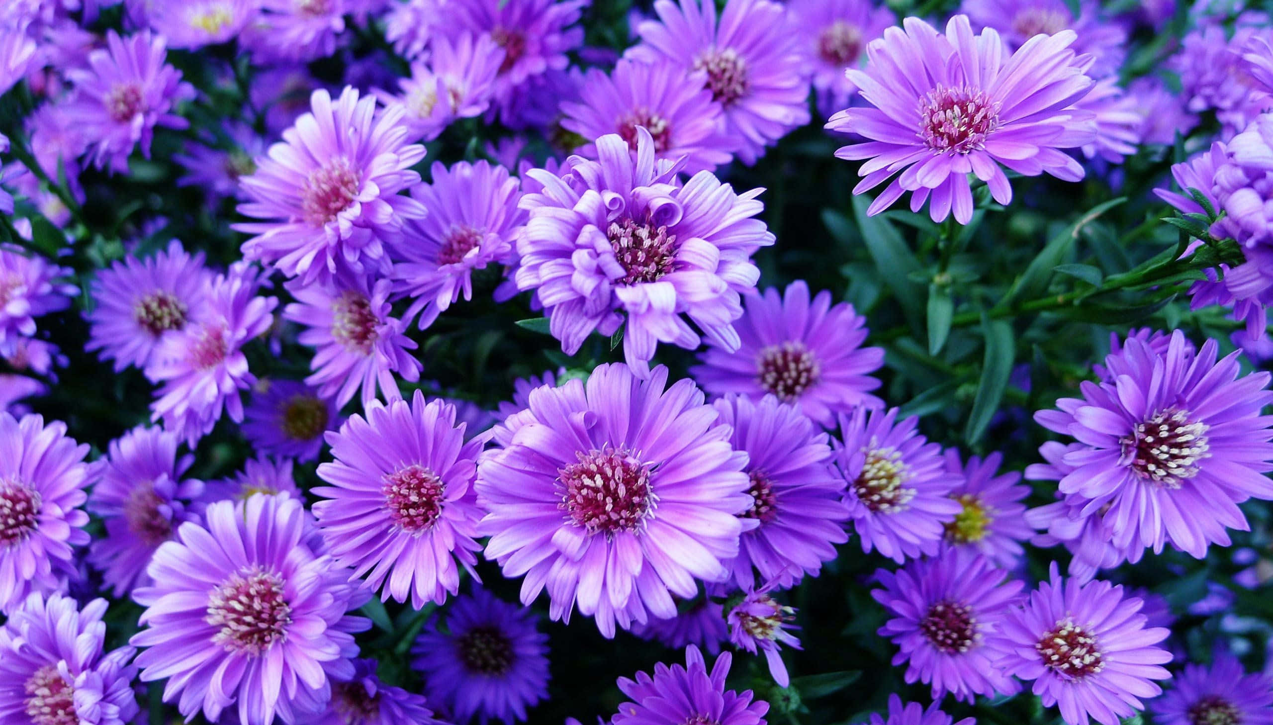 Aesthetic Daisy, African Purple, vibrant purple asters, 2K Desktop Wallpaper