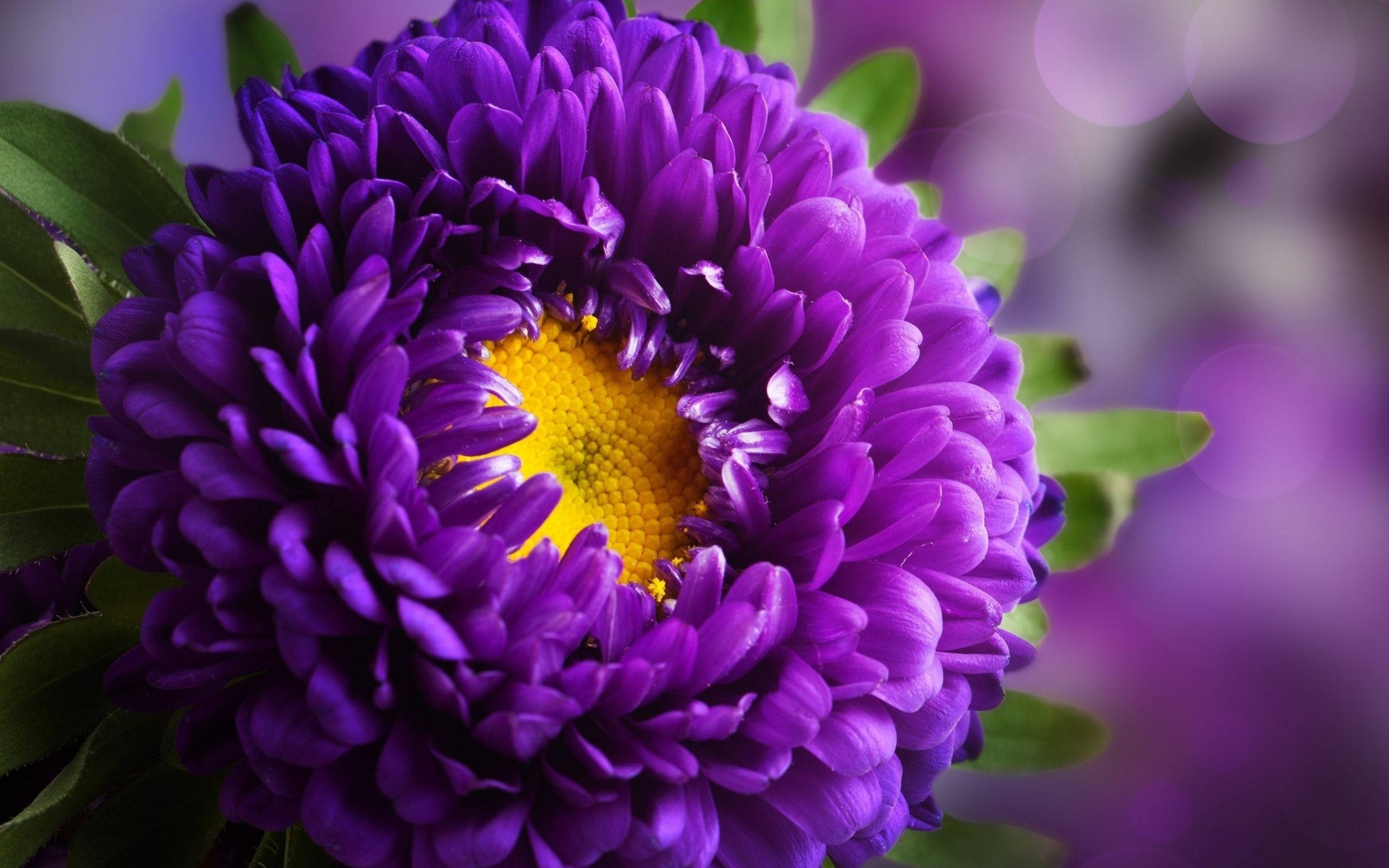 Aster Yellow Florets, purple flowers, bright yellow center, 2K Desktop Wallpaper