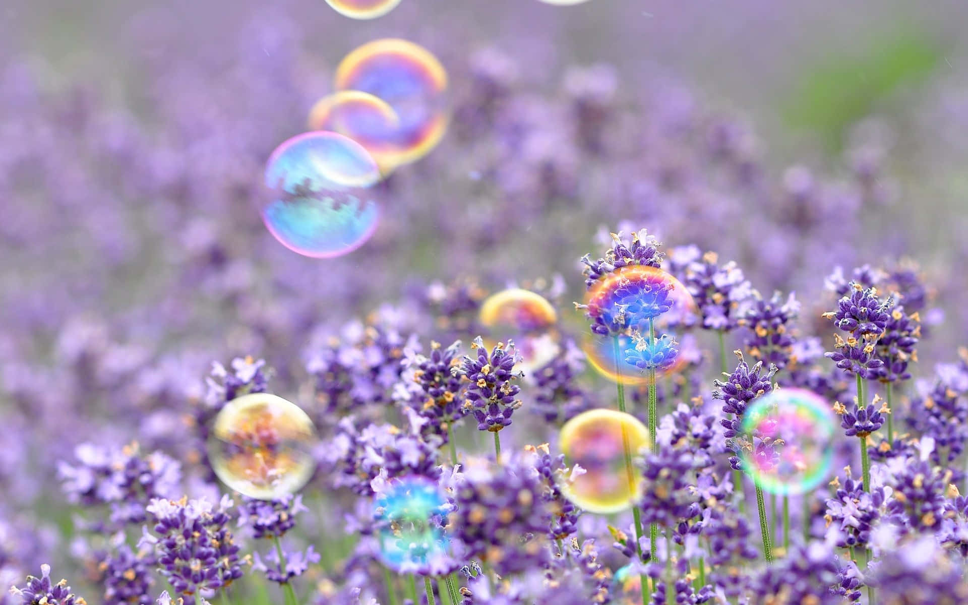 purple lavender flowers, colorful soap bubbles, soft focus, Full HD Desktop Wallpaper