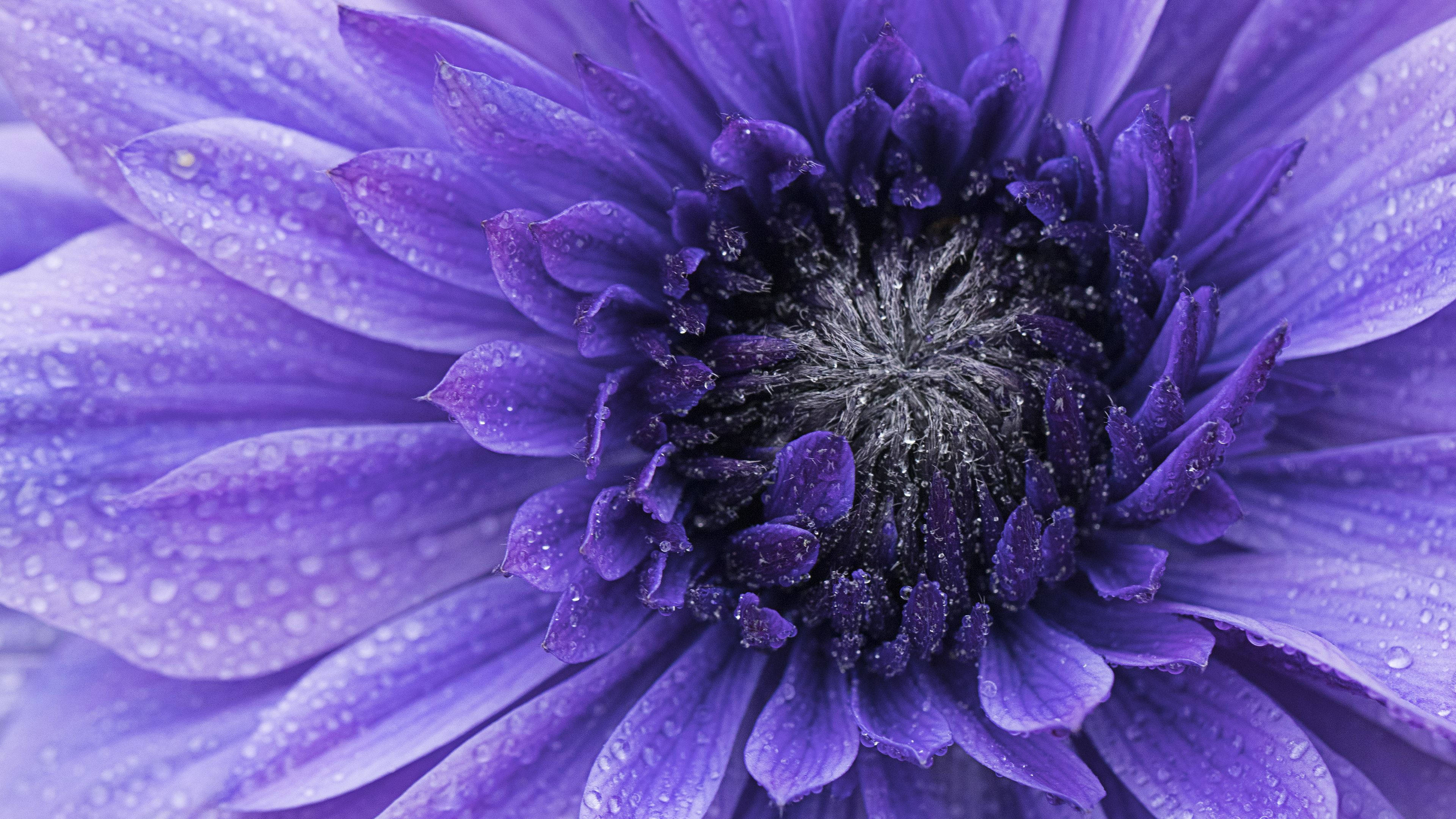 purple flower, black center, close up, 4K Desktop Wallpaper