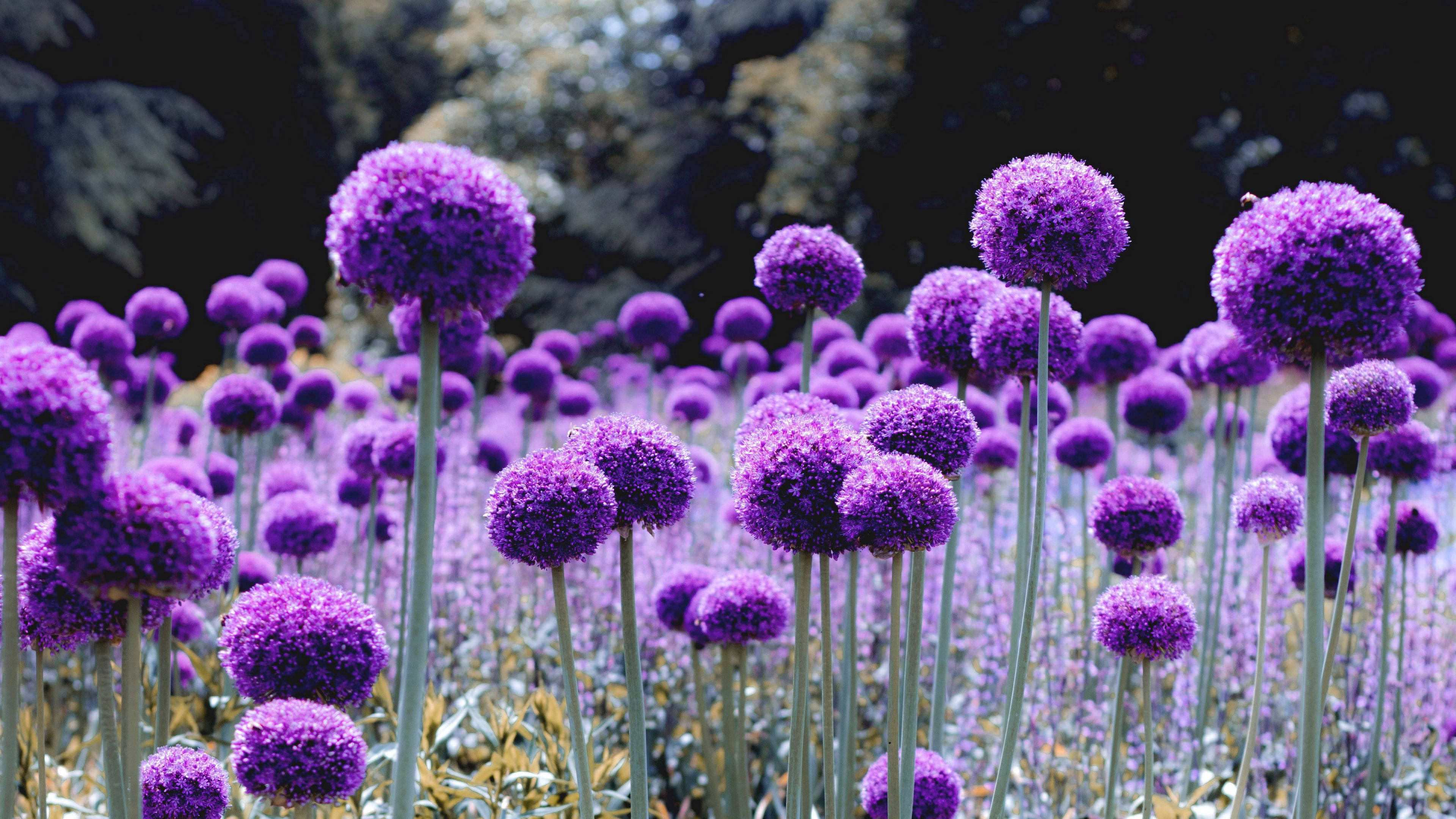 dandelion like purple flower, vibrant purple allium flowers, spherical blooms, 4K Desktop Wallpaper