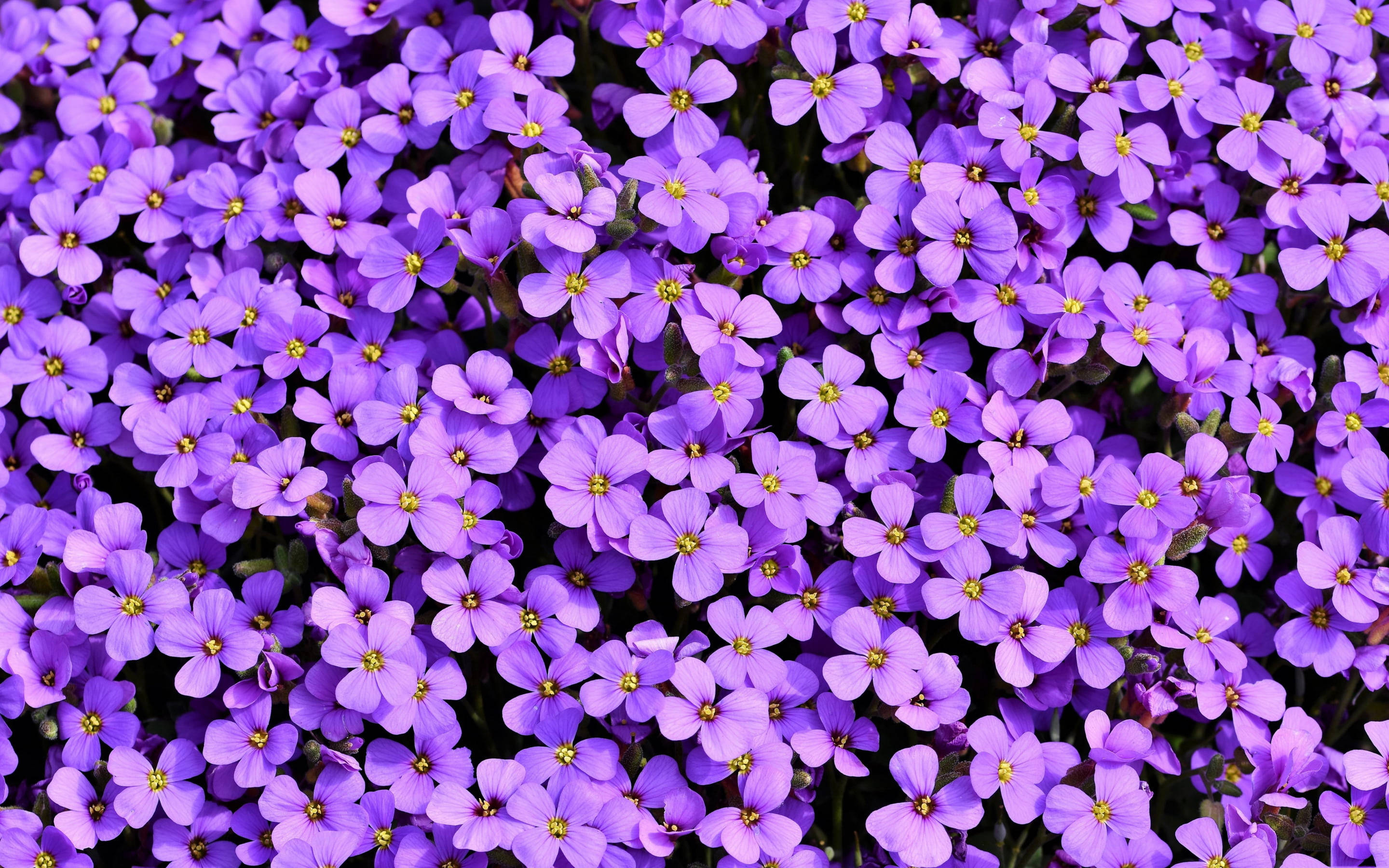 vibrant purple flower field, dense carpet of vibrant purple flowers, yellow centers, 2K Desktop Wallpaper