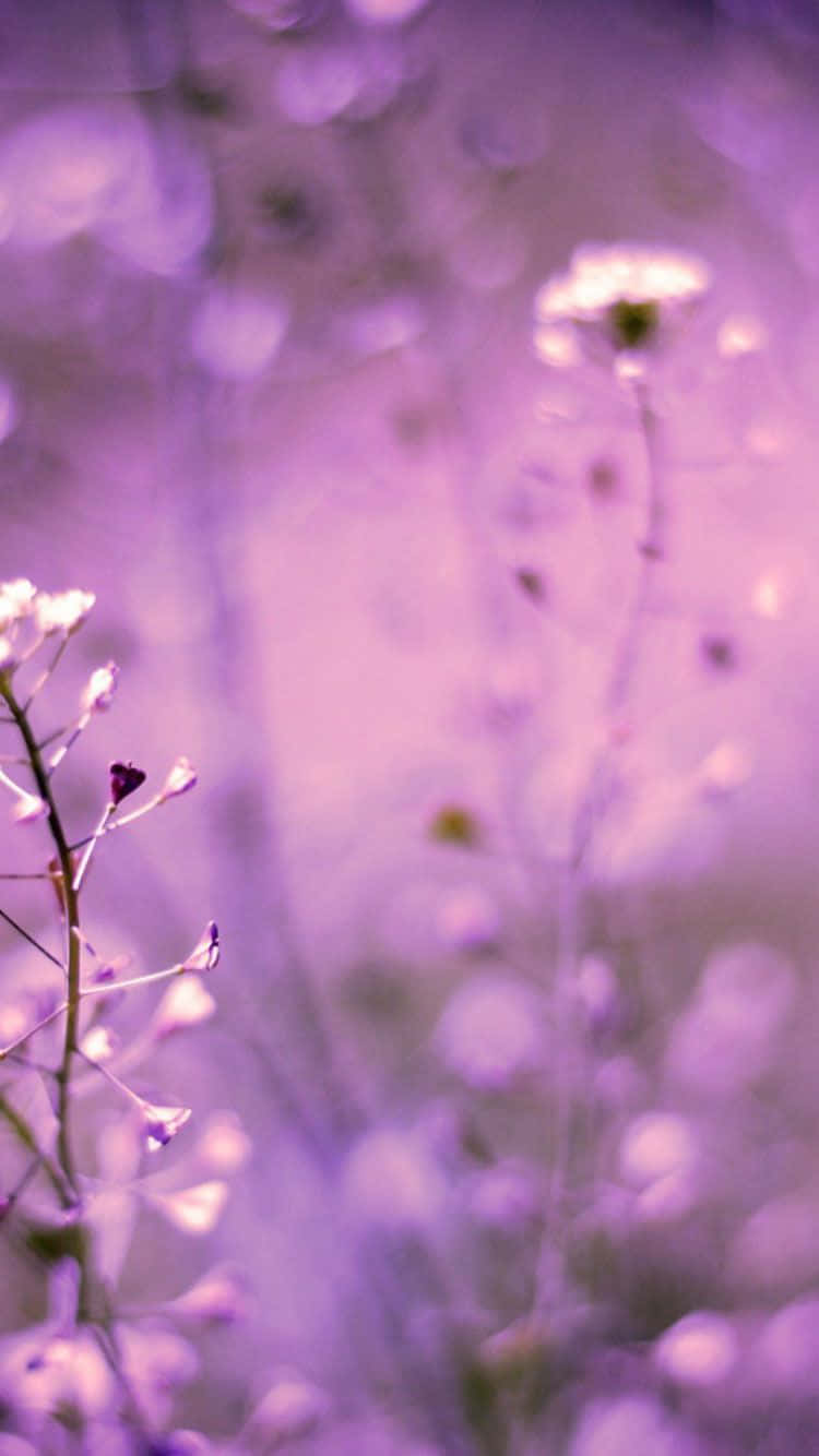 Purple Phone, Lavender Aesthetic, Soft purple flowers, HD Phone Wallpaper