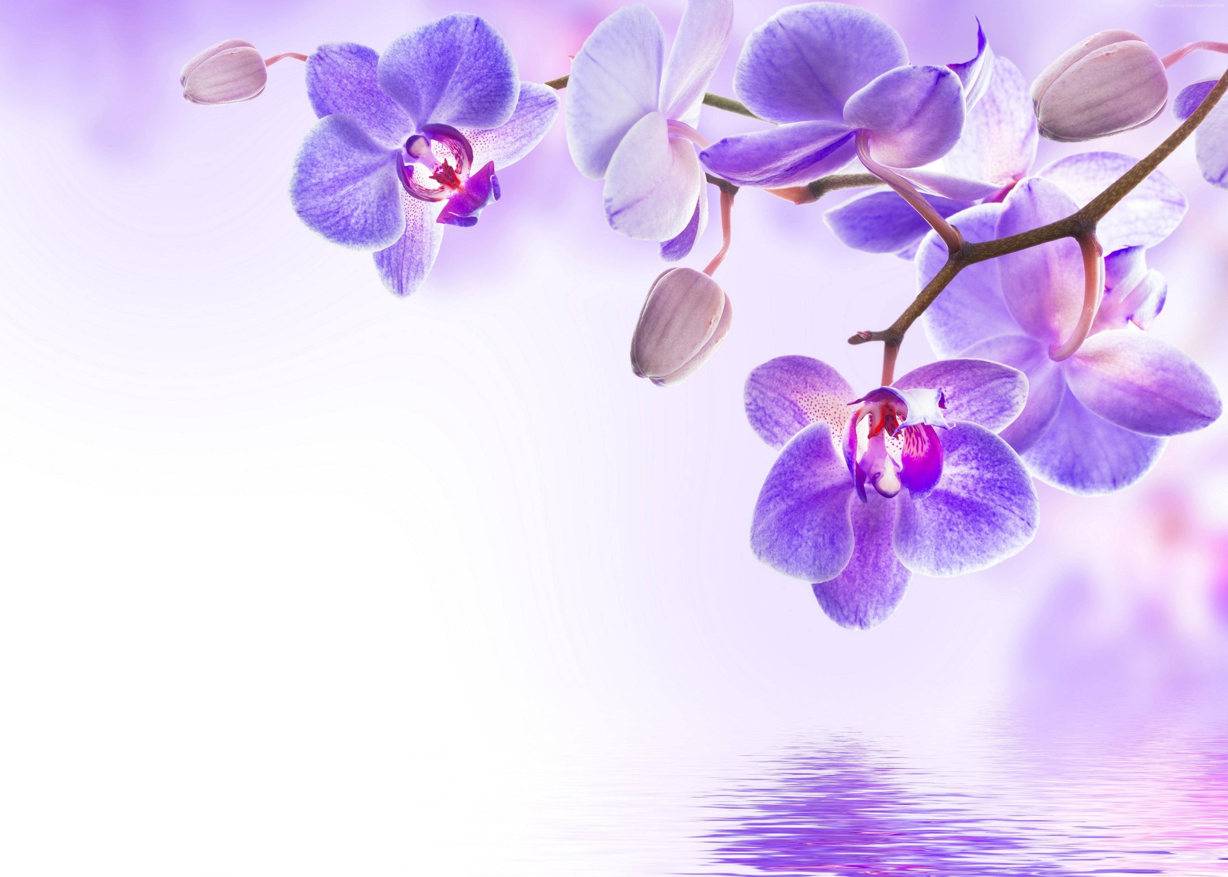 purple flower, lake, purple orchids, 4K Desktop Wallpaper