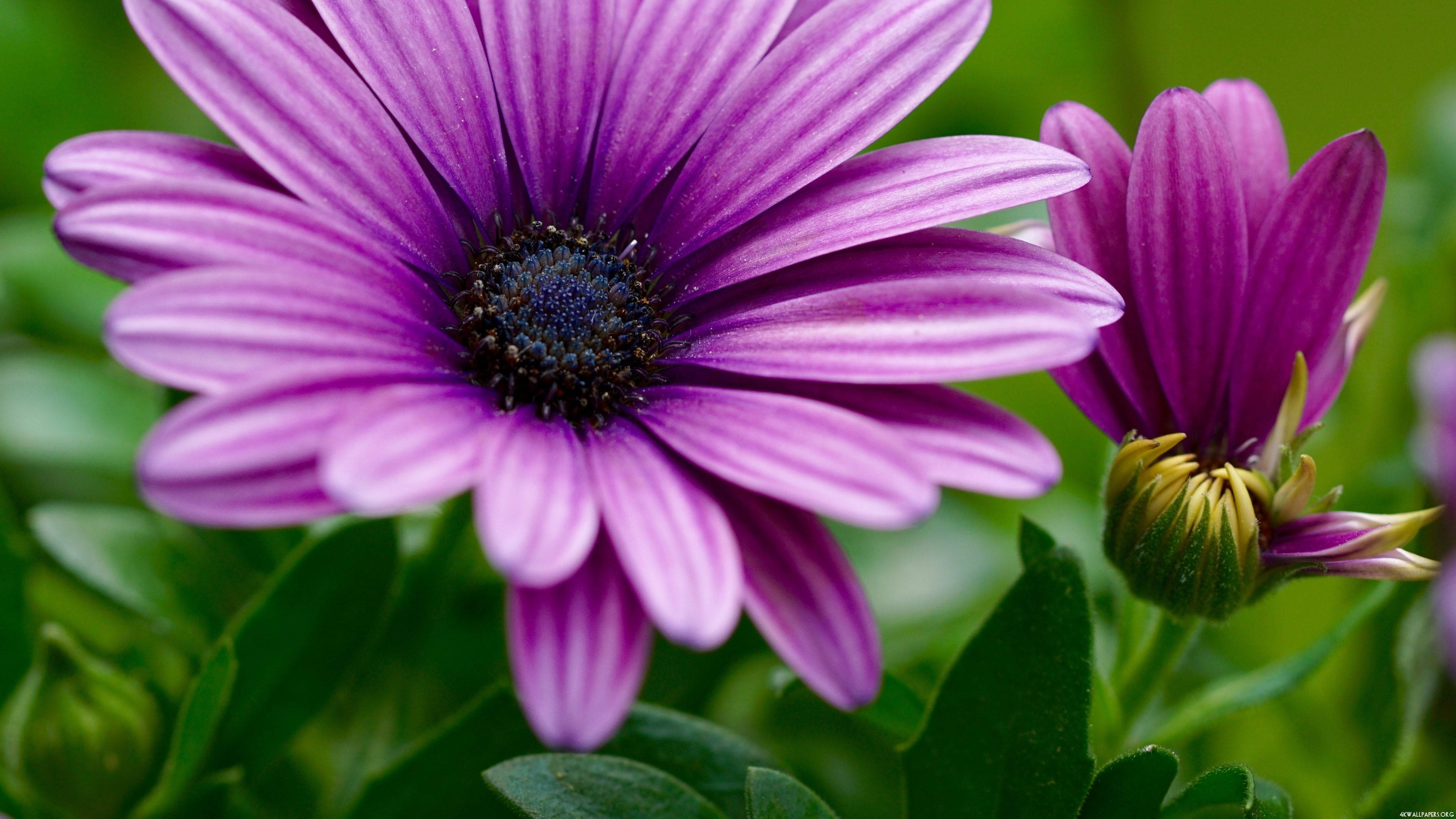 purple daisy, striped petals, budding flower, 4K Desktop Wallpaper