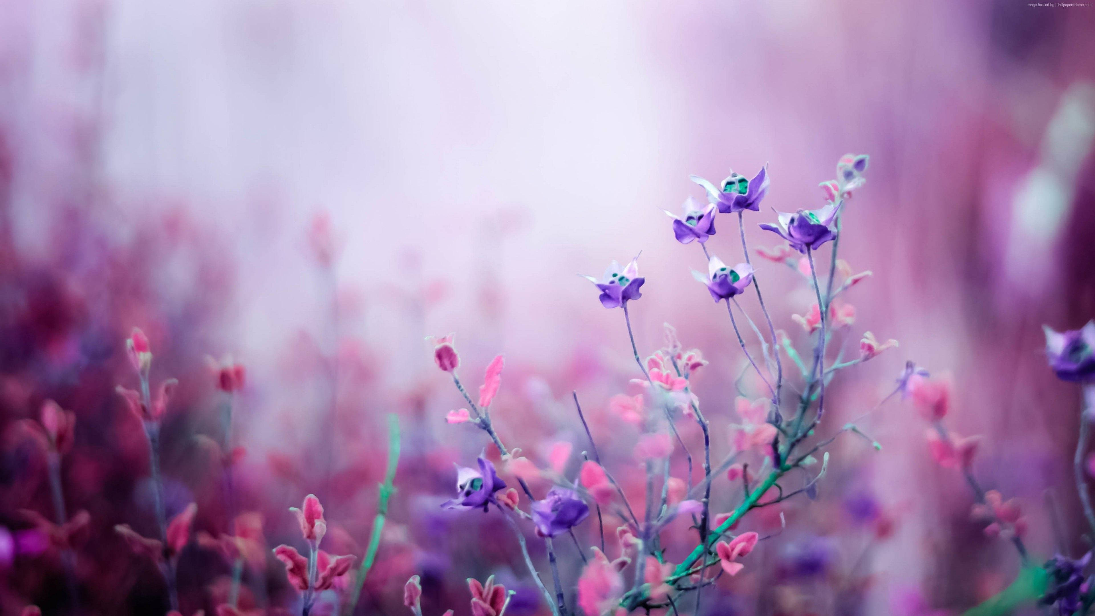 pink and purple flower, pastel haze, tranquil meadow, 4K Desktop Wallpaper