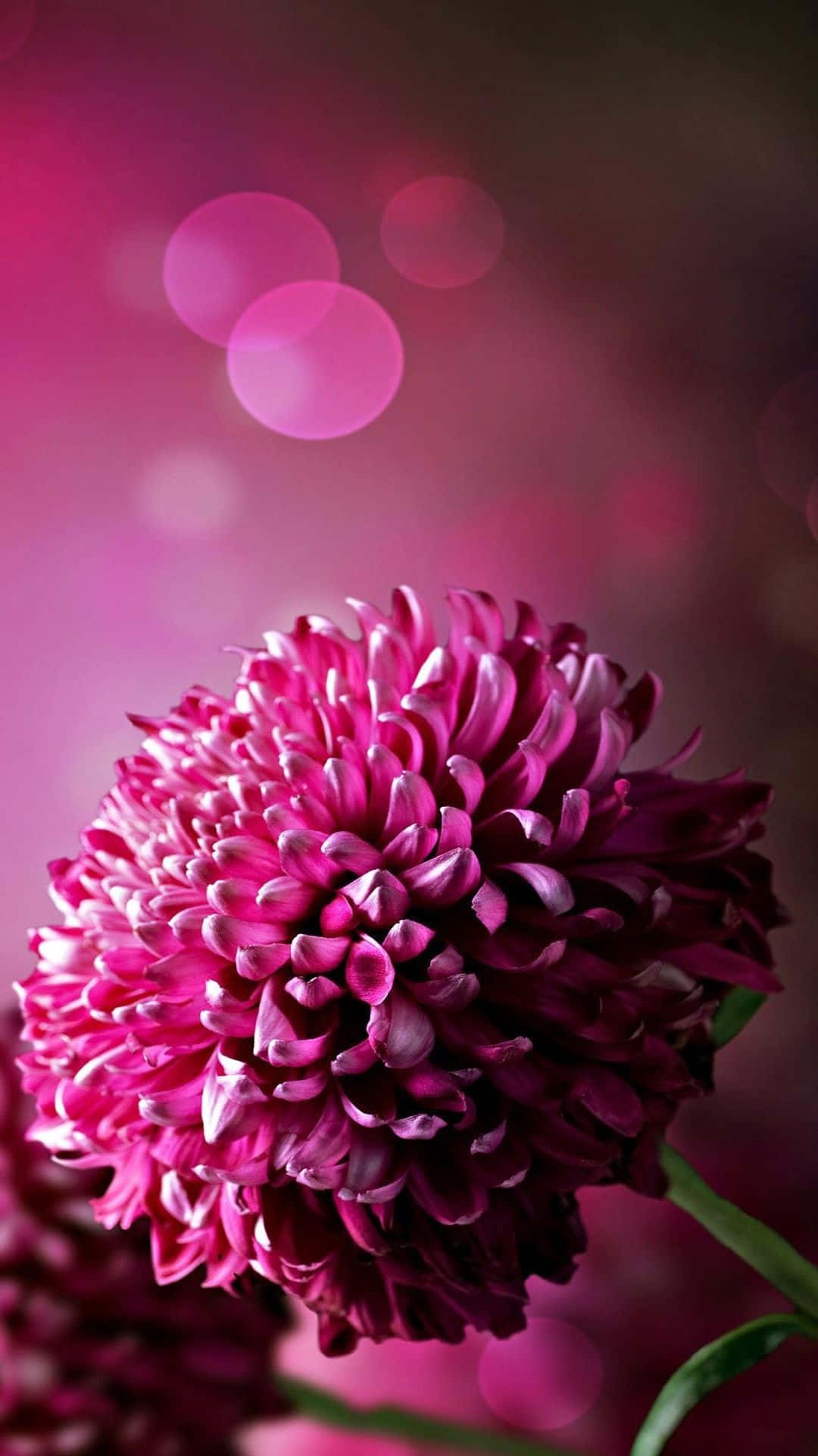 purple phone, chrysanthemum, magenta chrysanthemum, Full HD Phone Wallpaper