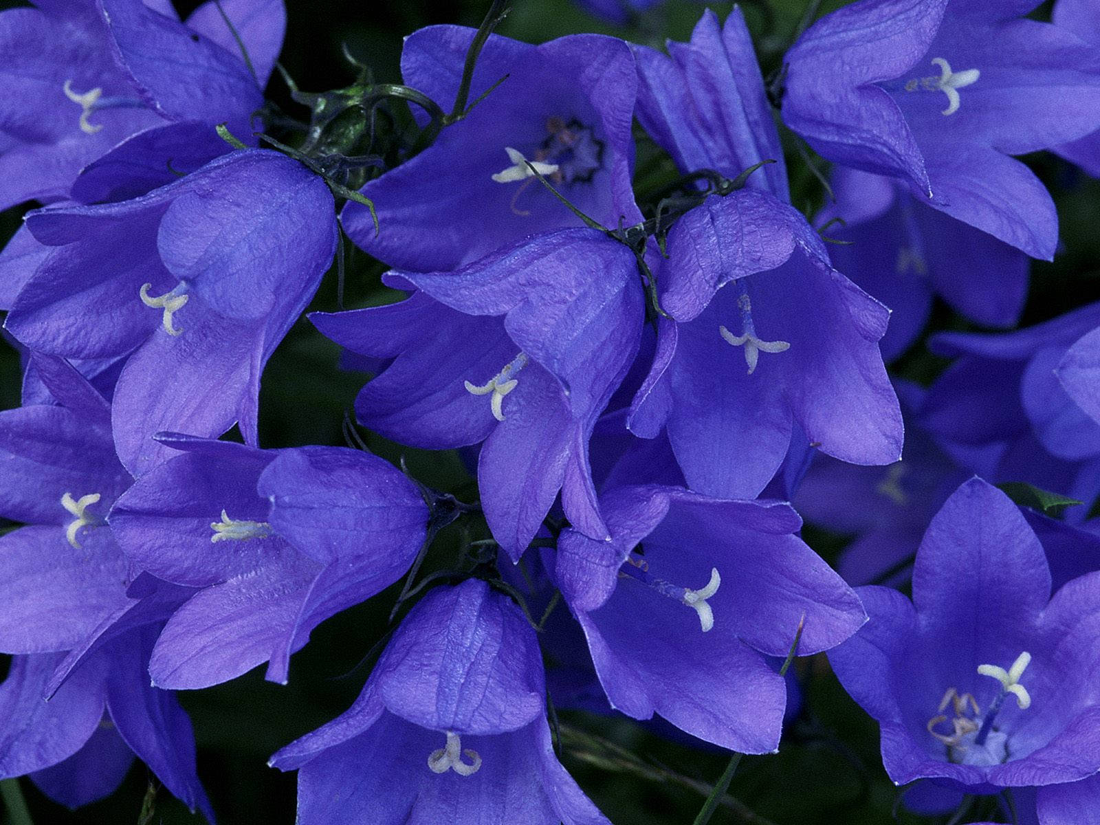 purple bellflowers, delicate white stamens, dark green foliage, HD Desktop Wallpaper