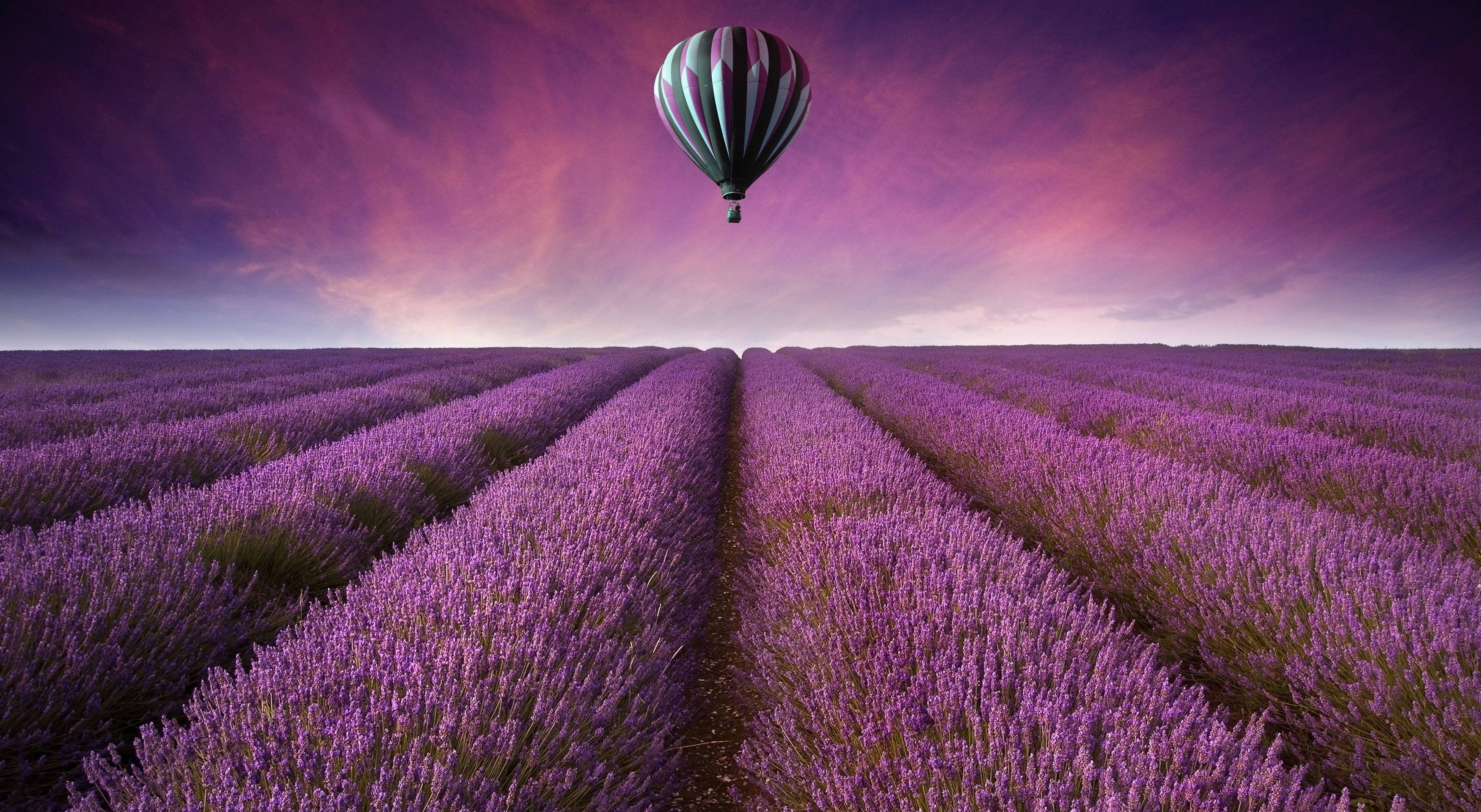 purple flower field, hot air balloon, lavender, 2K Desktop Wallpaper