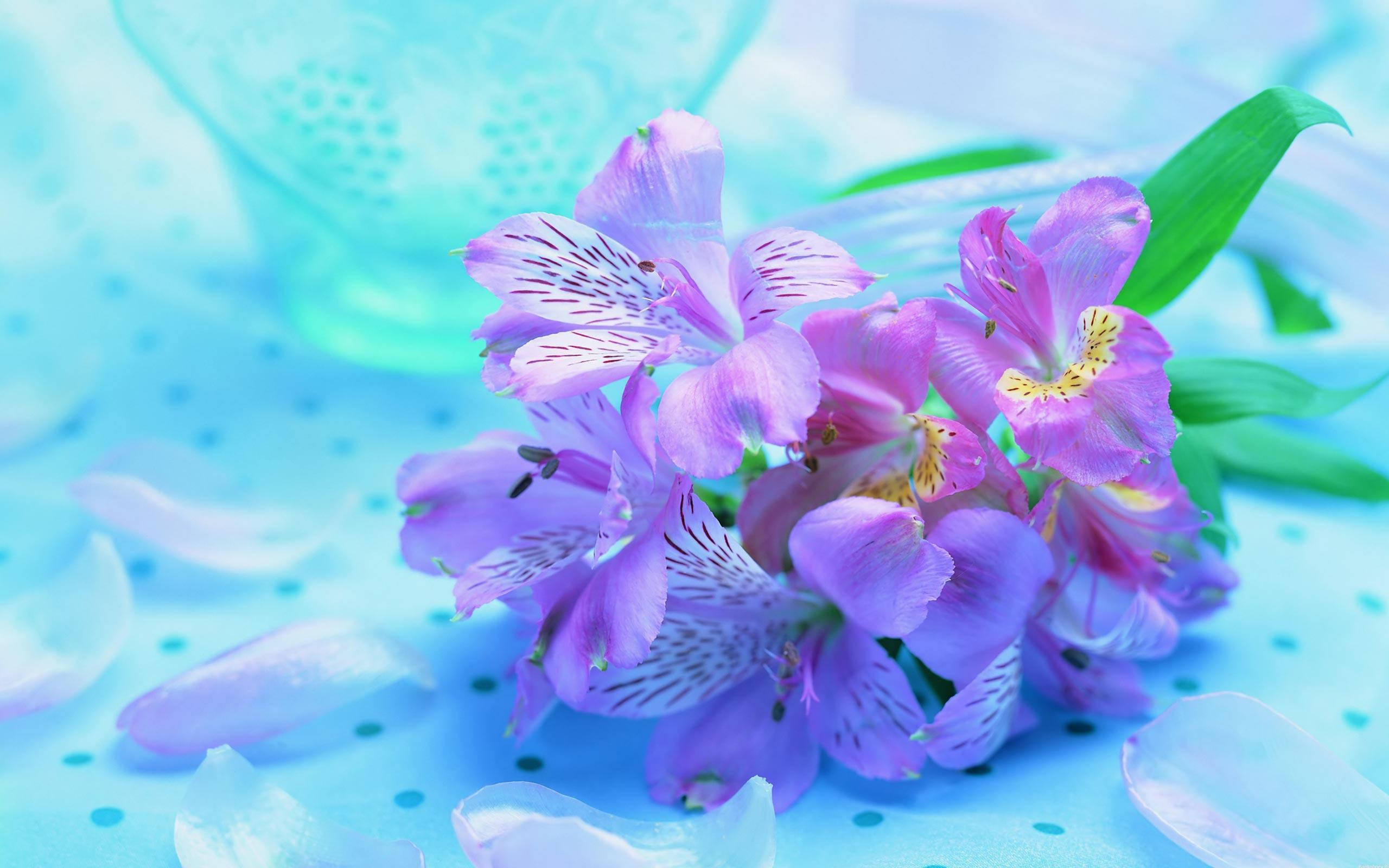 purple lily, white speckled petals, light blue polka-dotted surface, 2K Desktop Wallpaper