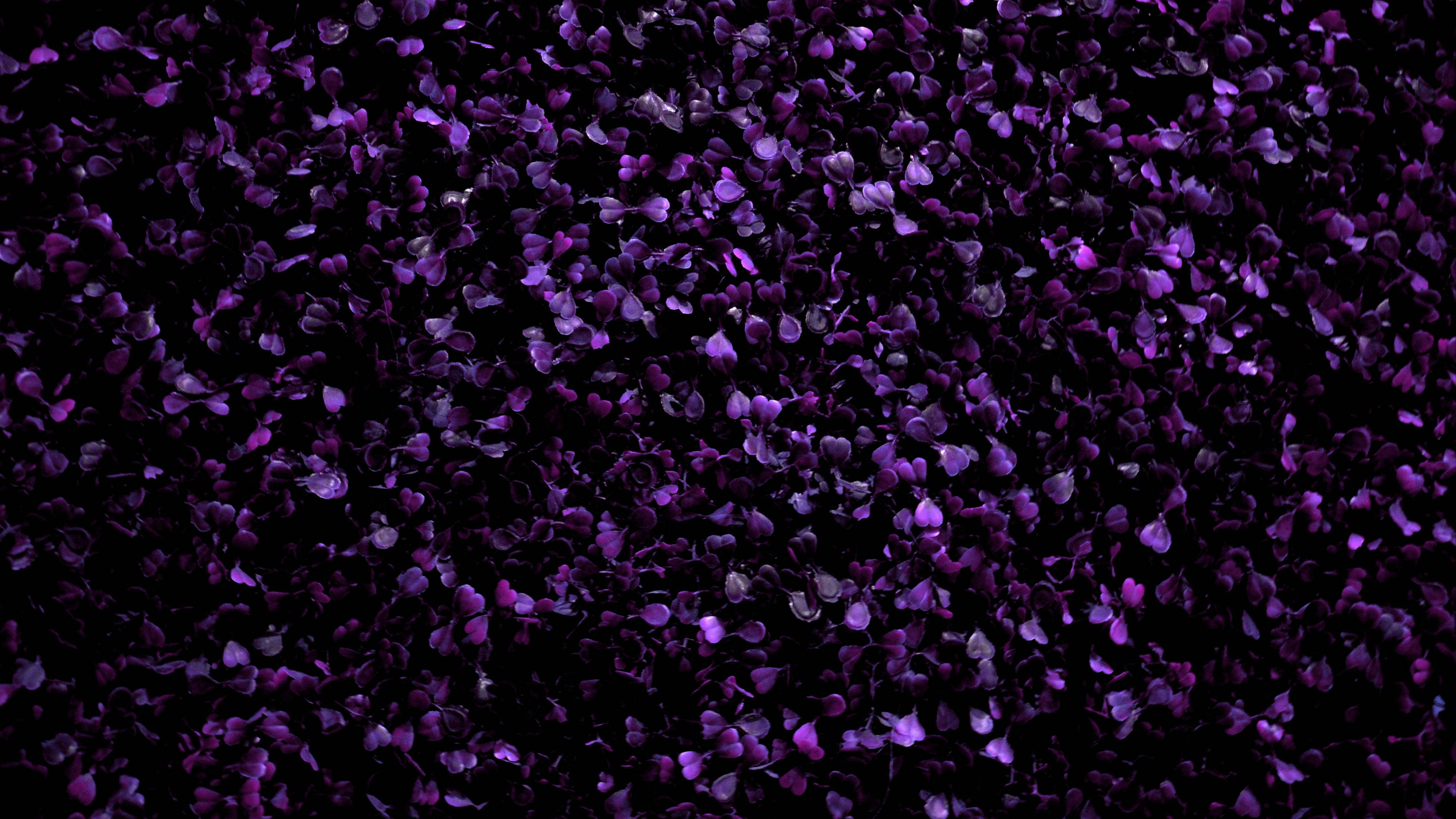 purple flower petals, dark purple, black background, 4K Desktop Wallpaper