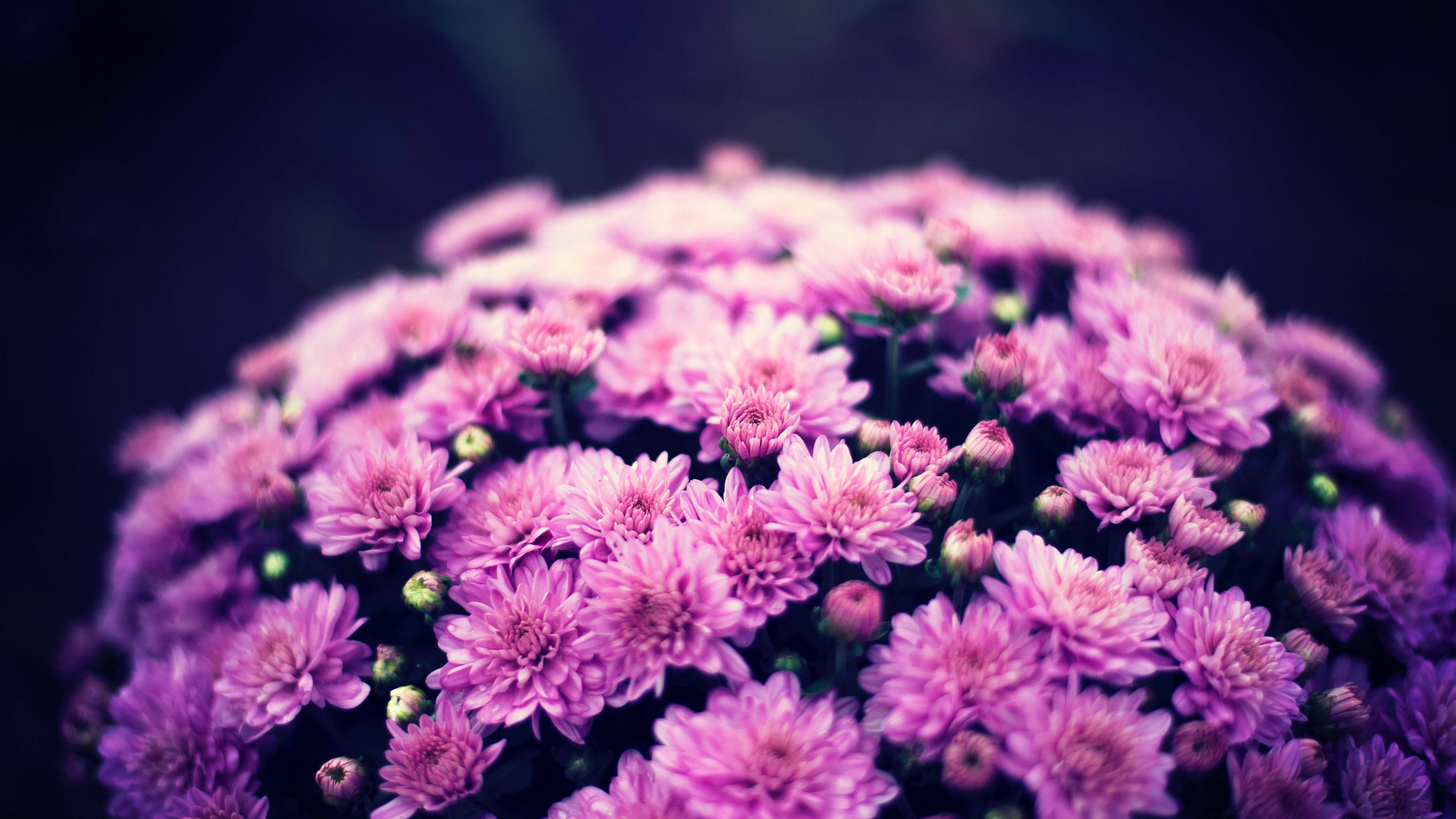 Purple Flower Rounded Hedge, soft pink chrysanthemums, dark blurred background, 5K Desktop Wallpaper