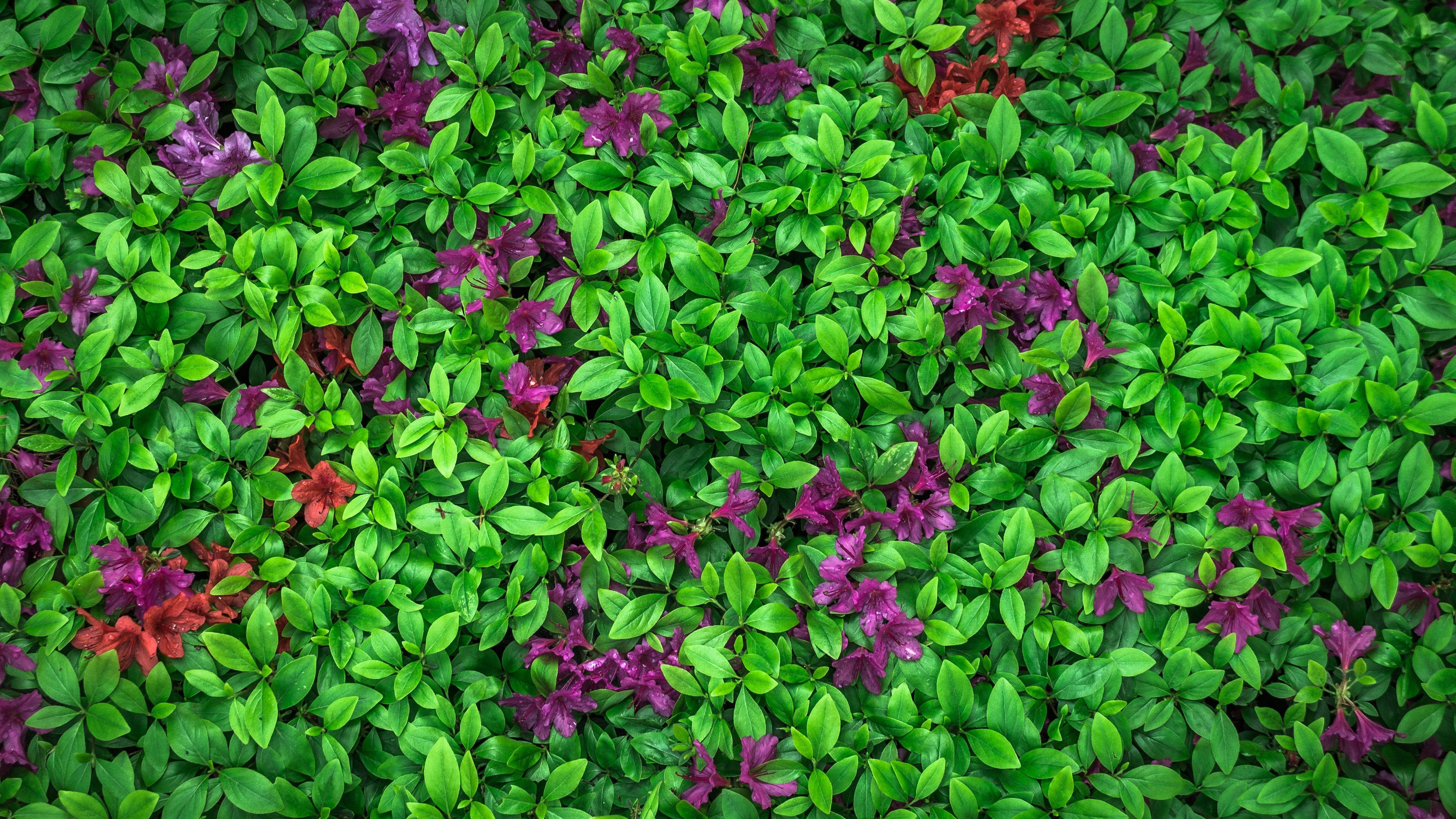Purple Flower, bush, vibrant green leaves, 4K Desktop Wallpaper