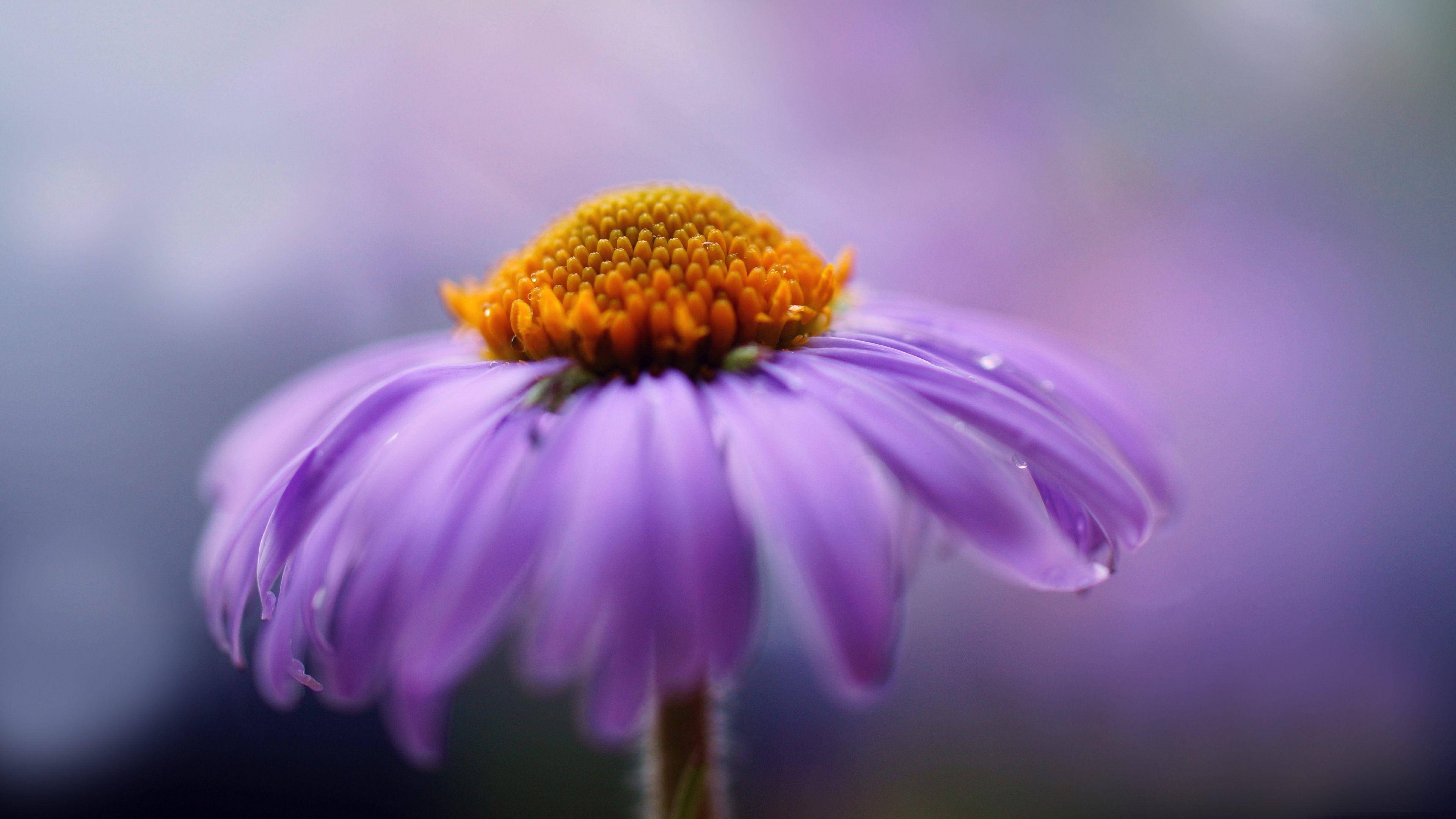 wet purple flower aster, purple daisy, orange center, 4K Desktop Wallpaper