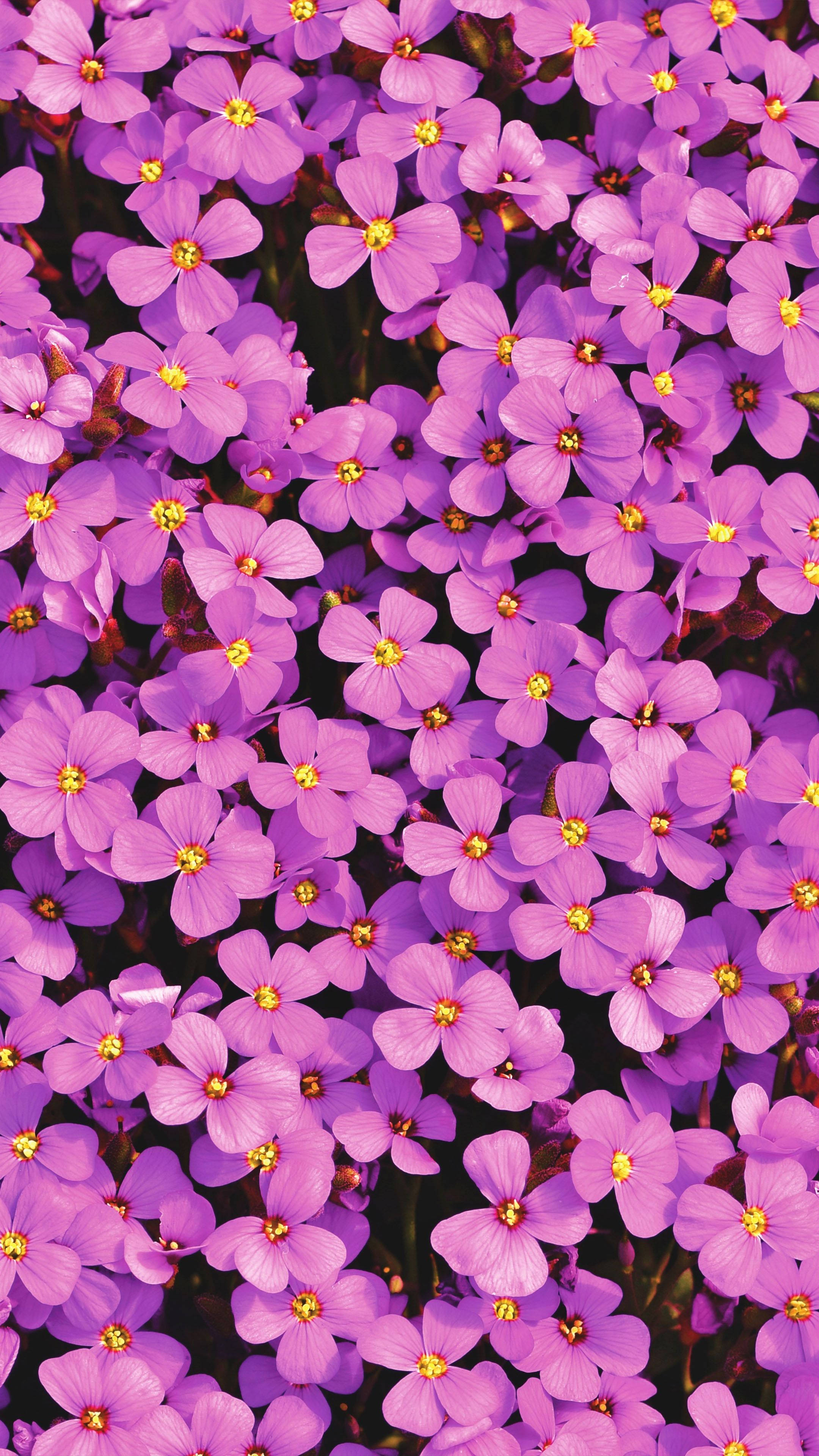 purple flower bush, vibrant purple flowers, yellow centers, 4K Phone Wallpaper