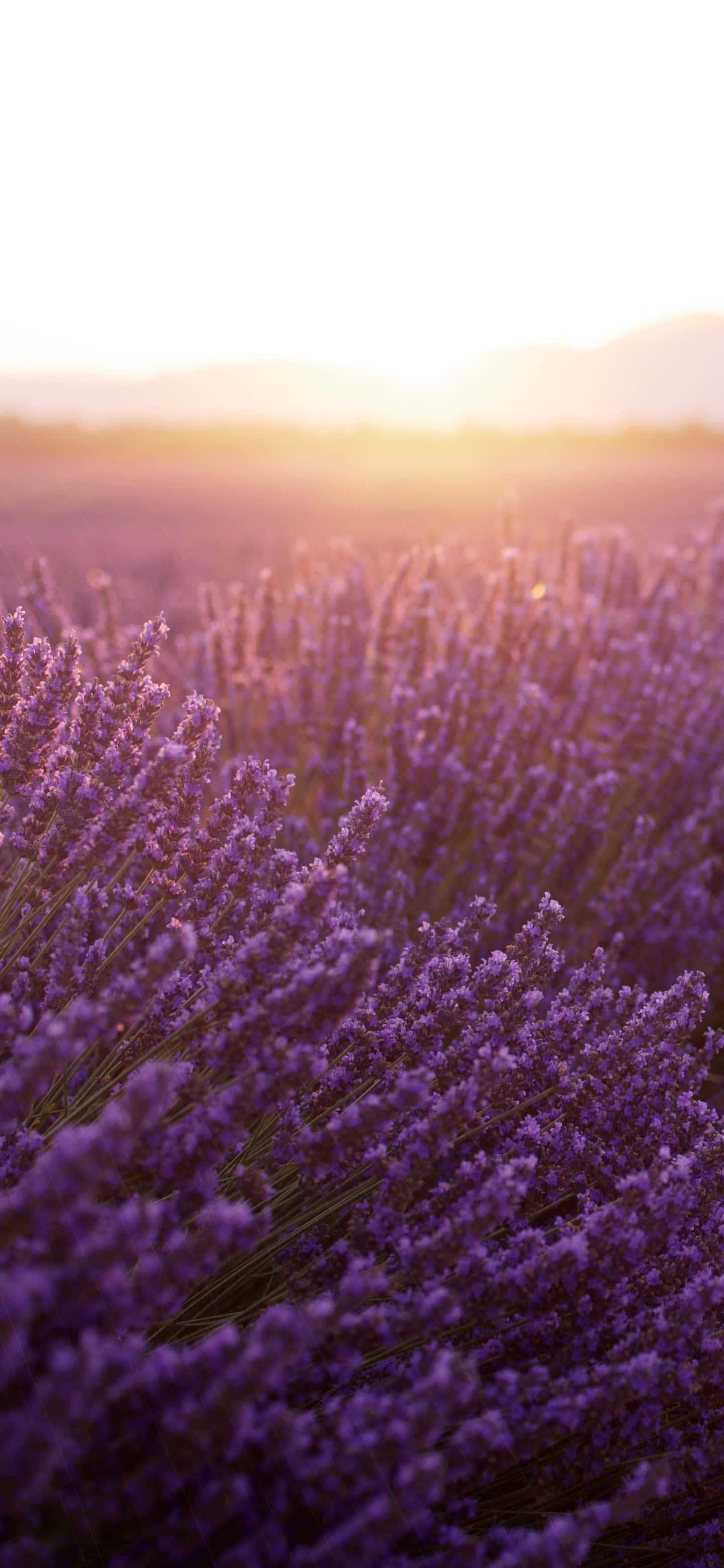 morning lavender flowers, vast field of purple lavender, warm golden light, 2K Phone Wallpaper