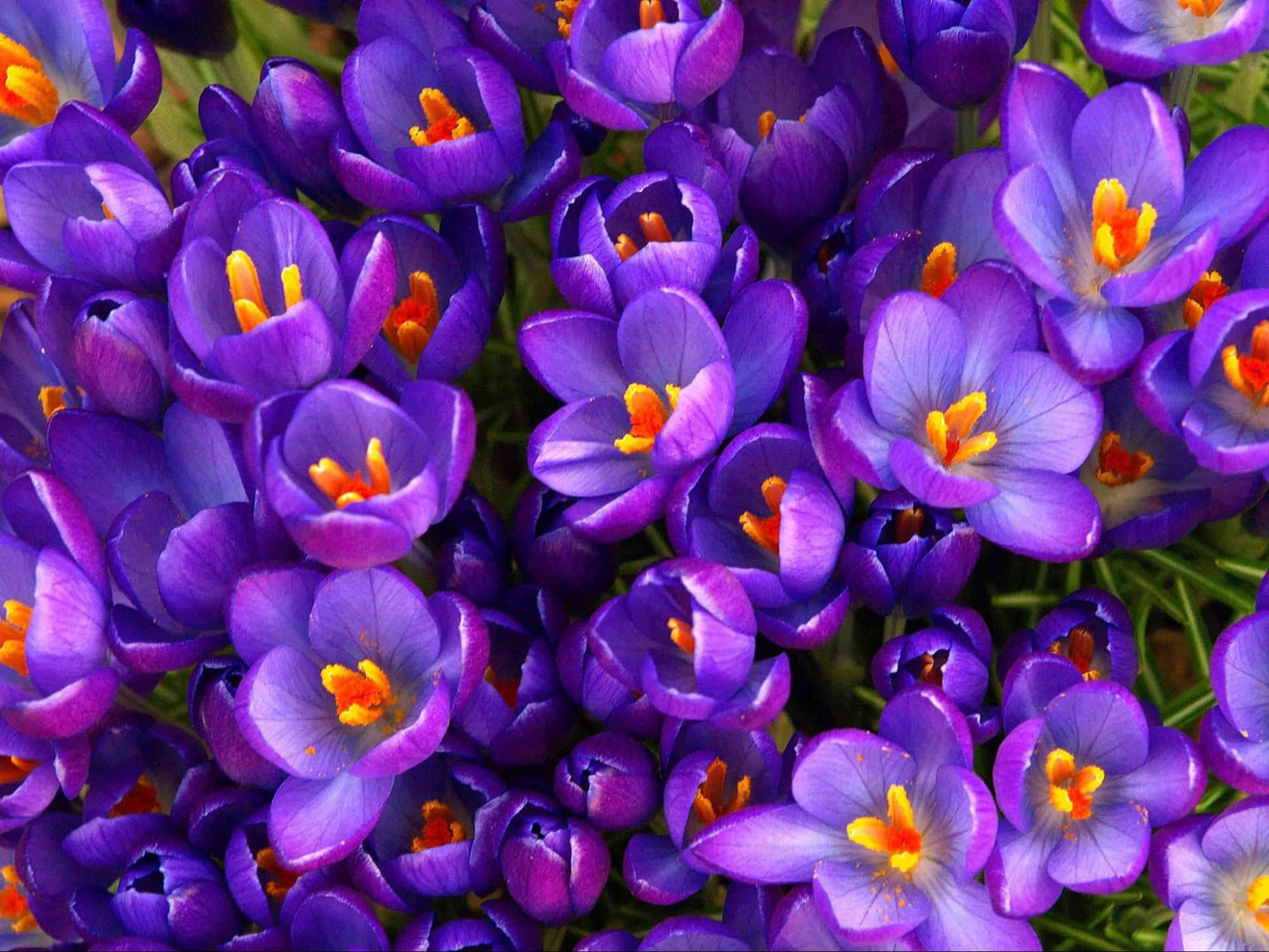 annual purple flower, vibrant purple crocus, bright orange centers, Full HD Desktop Wallpaper
