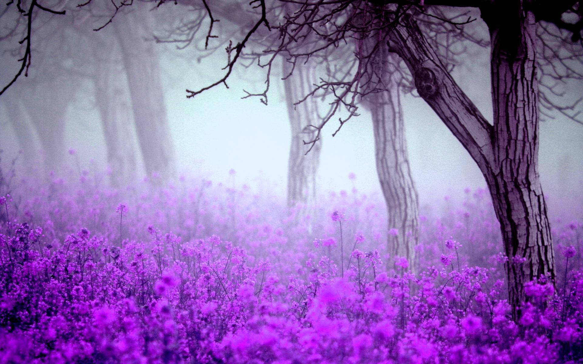 English Lavender, vibrant purple flowers, misty forest floor, Full HD Desktop Wallpaper