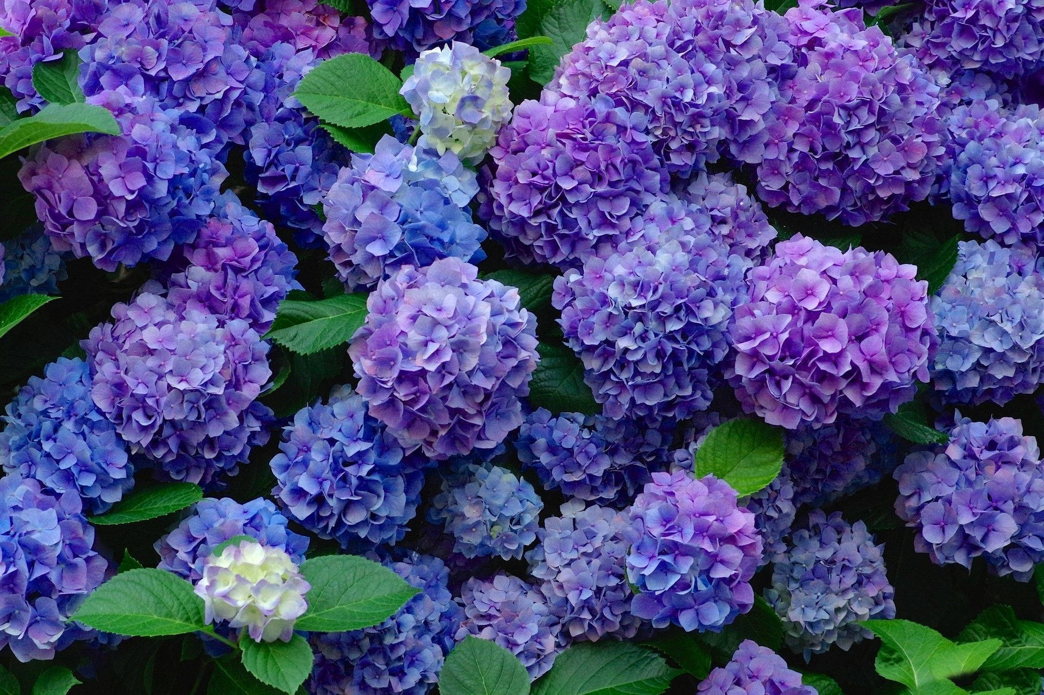 purple hydrangea flowers, lush green leaves, bright daylight, Full HD Desktop Wallpaper