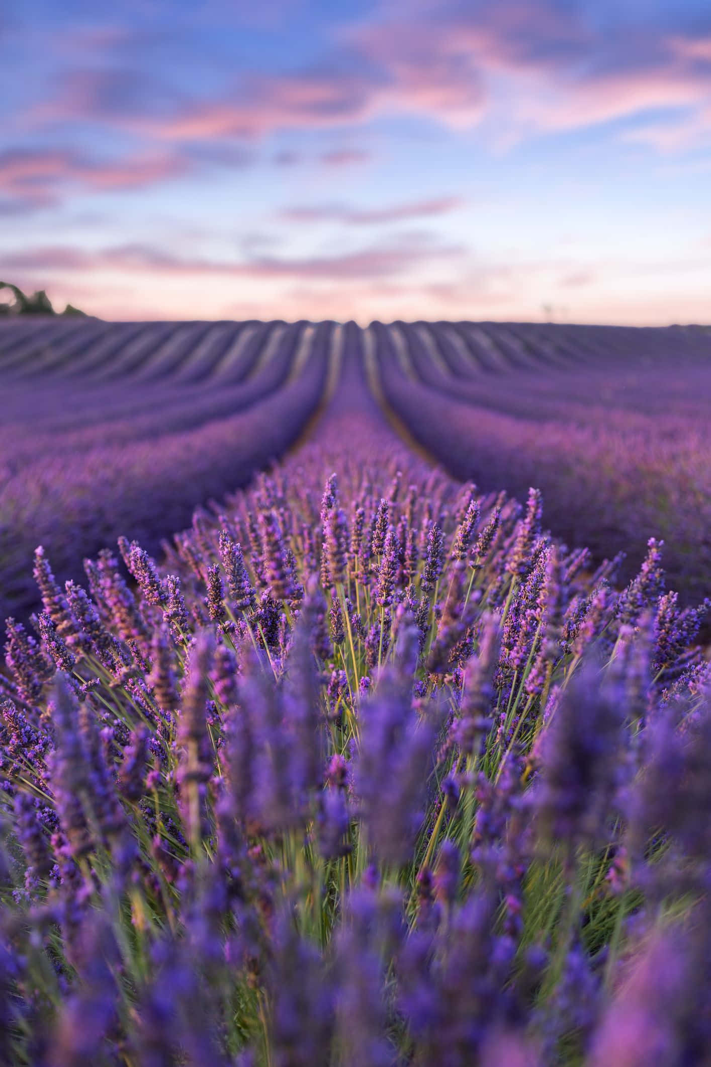 lavender field, vibrant purple lavender, soft pink and blue twilight sky, Full HD Phone Wallpaper