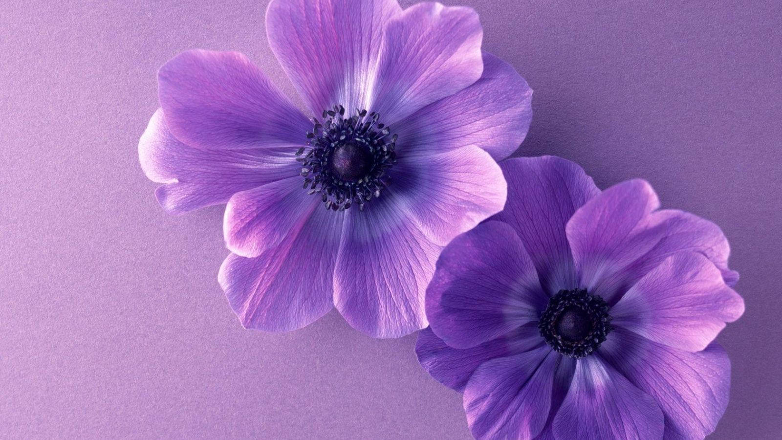 Two Pieces Violets, purple anemones, dark centers, HD Desktop Wallpaper