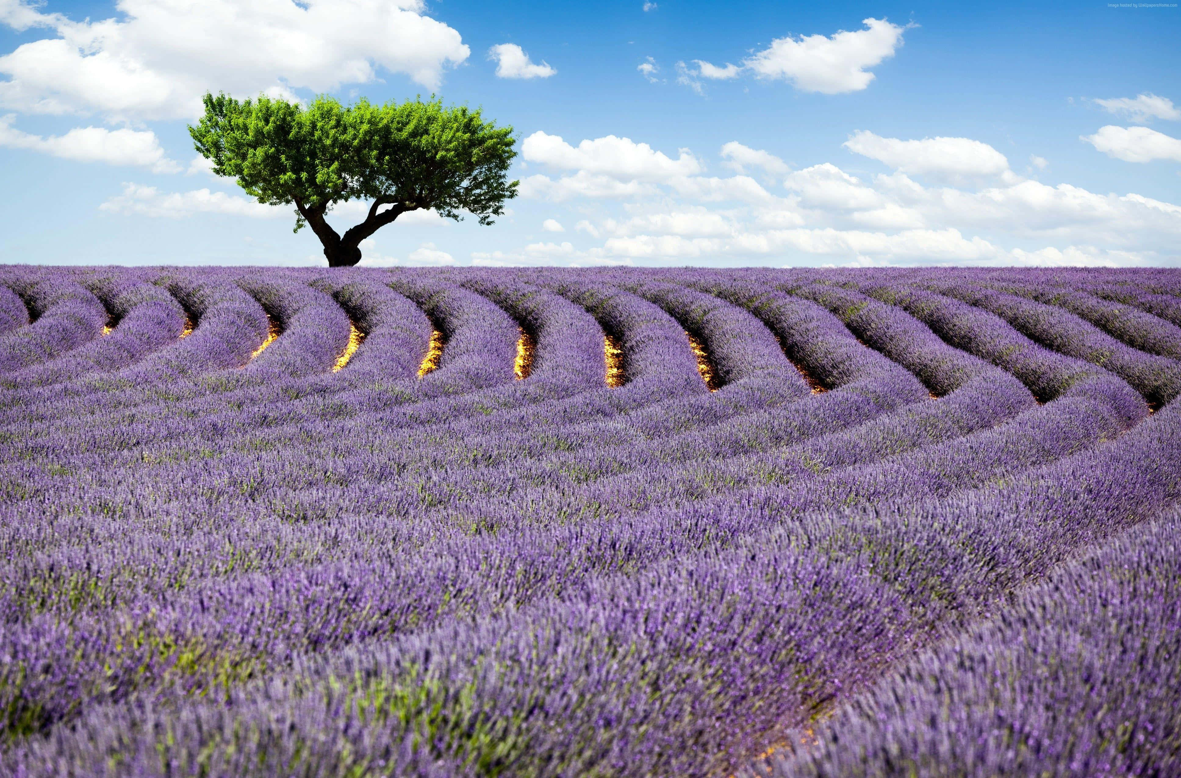 bright lavender field landscape, vast field of purple lavender rows, green tree, 4K Desktop Wallpaper