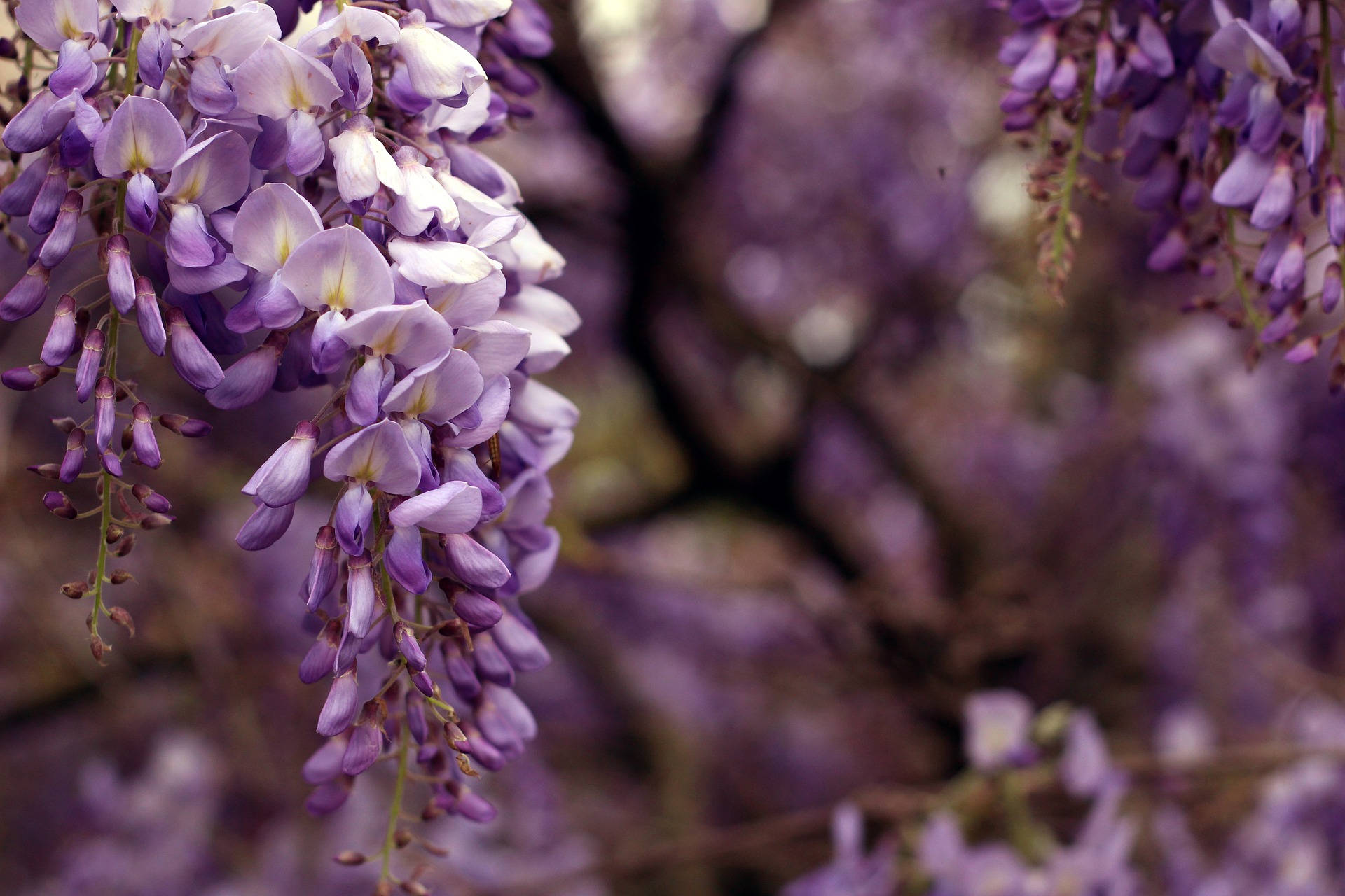 wisteria flowers, purple, desktop, Full HD Desktop Wallpaper