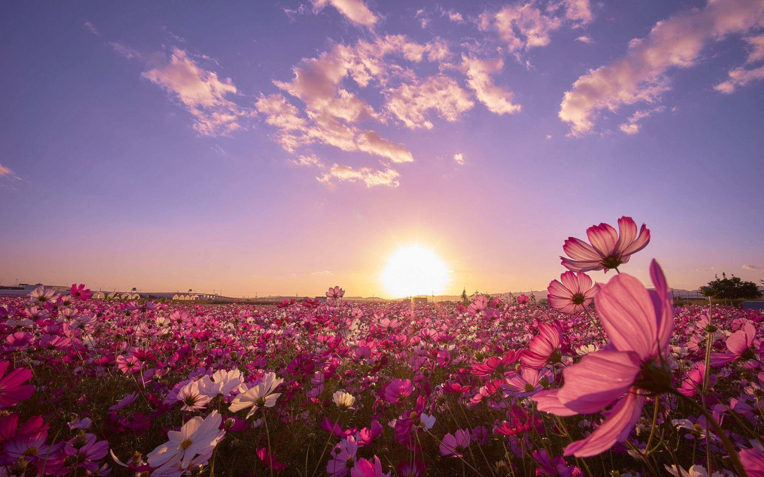 cosmos flowers, golden sunset light, soft purple sky, 2K Desktop Wallpaper