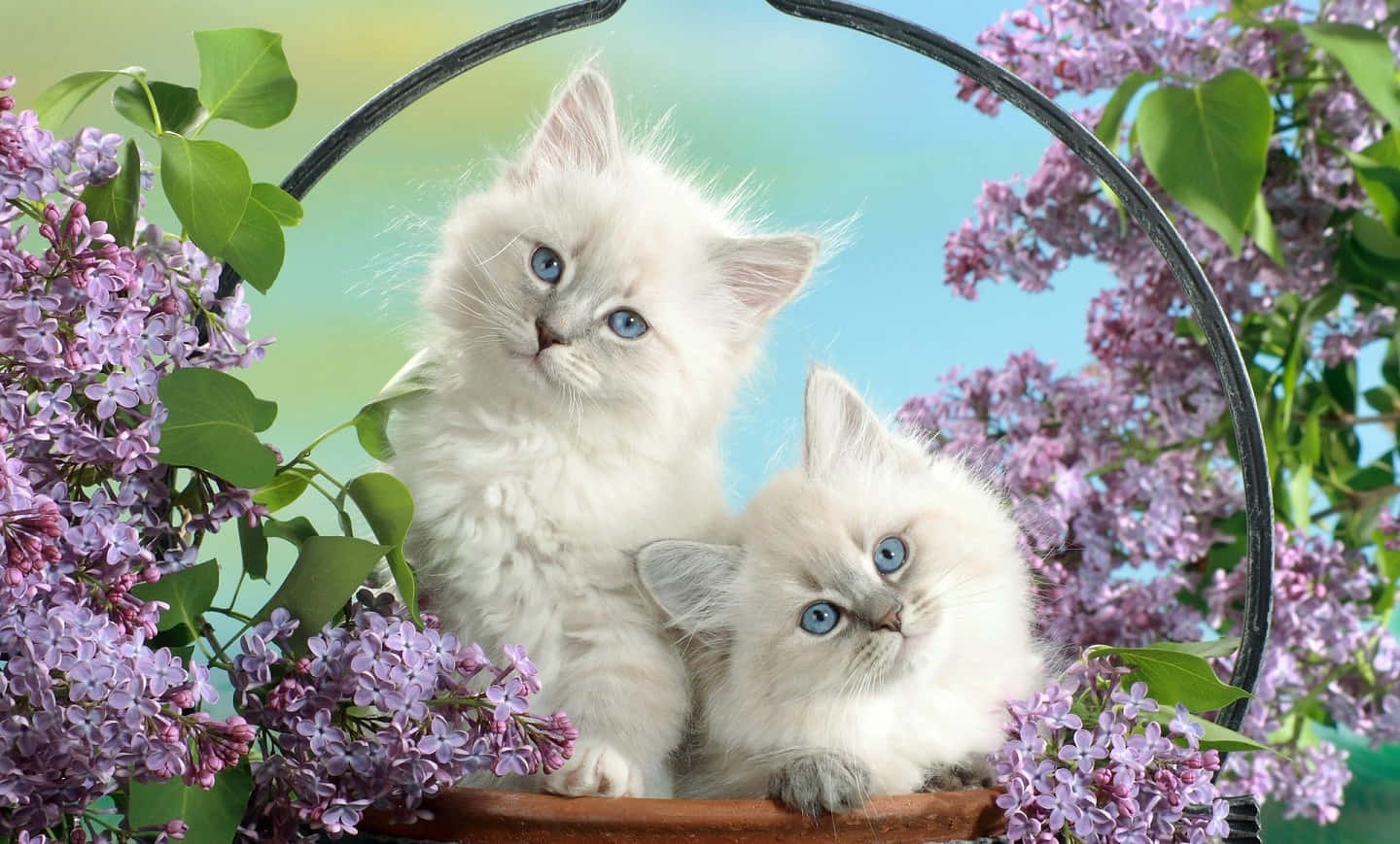 white cats, blue eyes, purple lilac blossoms, HD Desktop Wallpaper