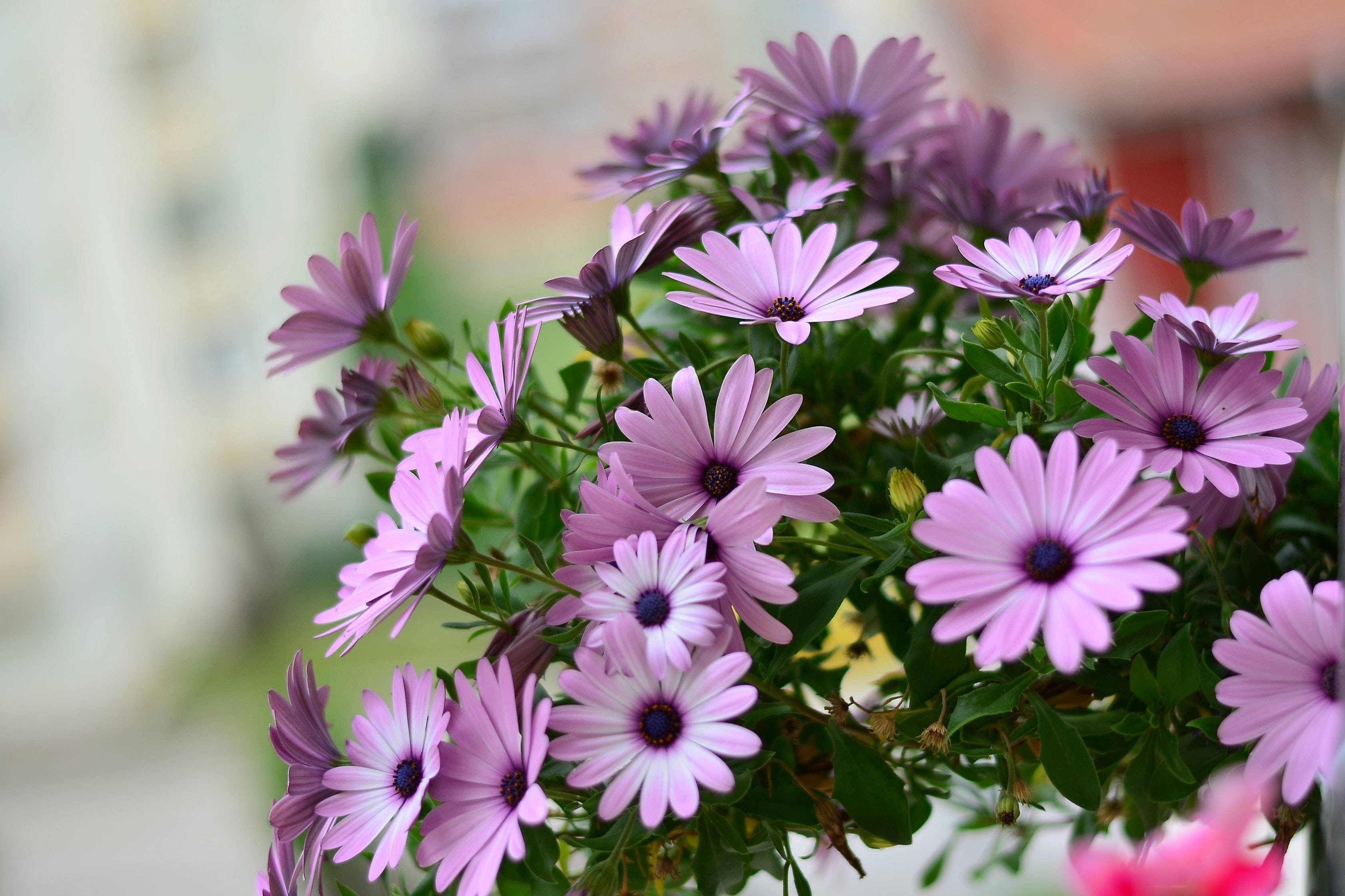 lilac flowers, purple daisies, dark centers, 2K Desktop Wallpaper