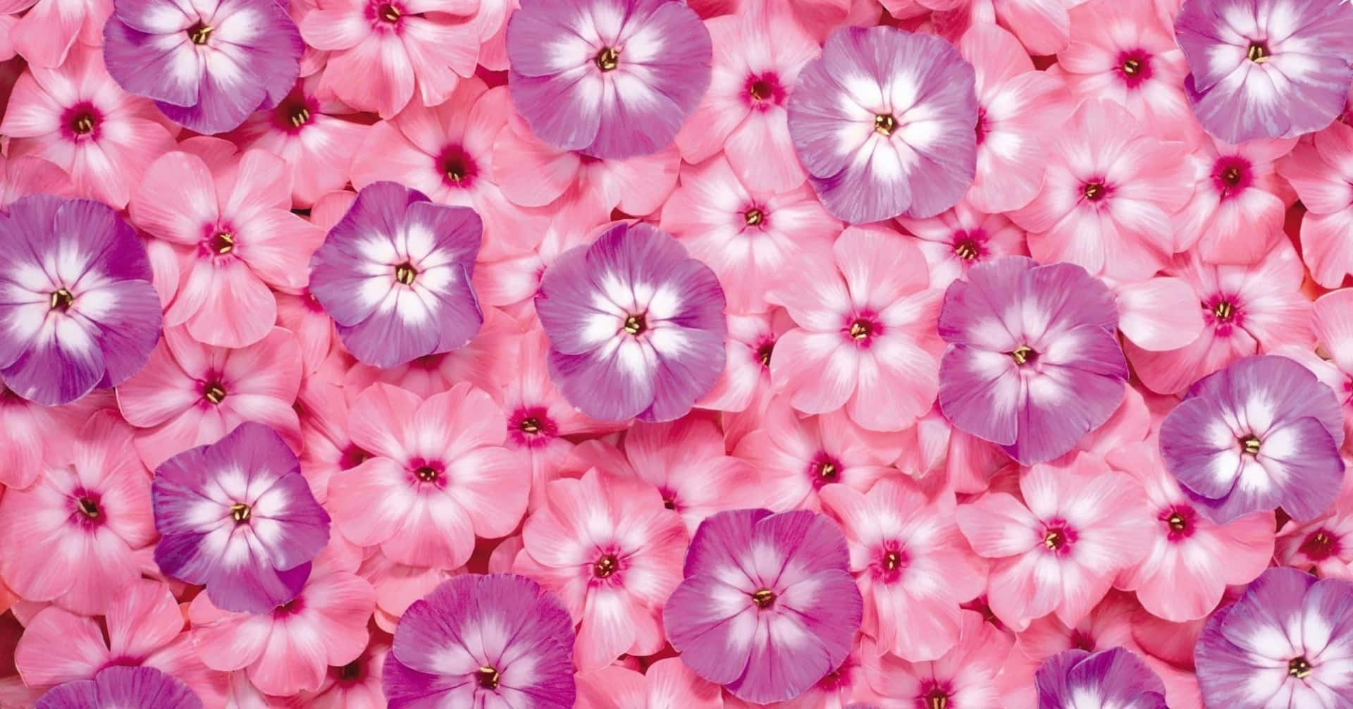 Pink Purple Garden Phlox Flower, phlox flowers, pink and purple, Full HD Desktop Wallpaper