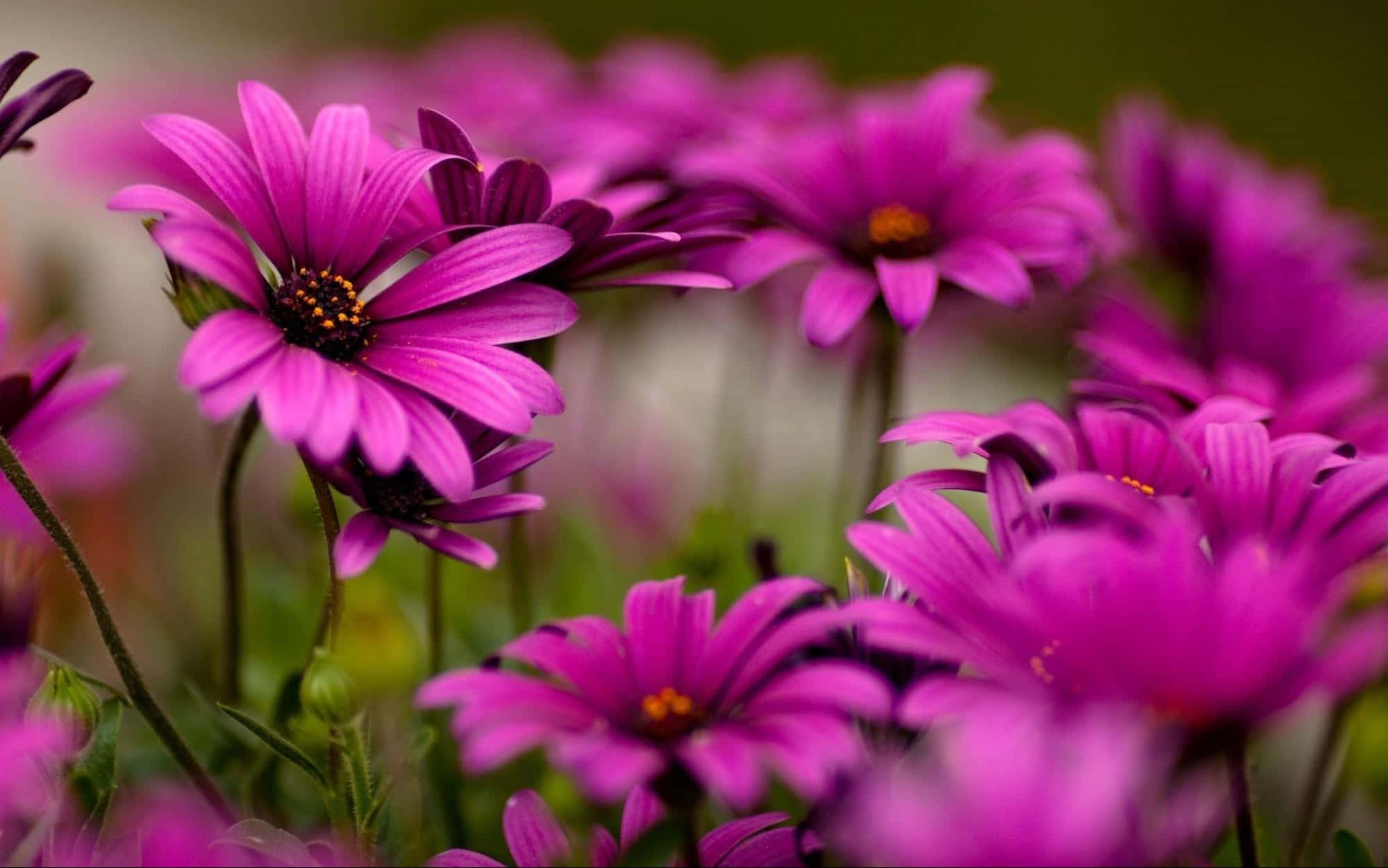 annual lilac flowers, vibrant purple daisies, dark centers, Full HD Desktop Wallpaper