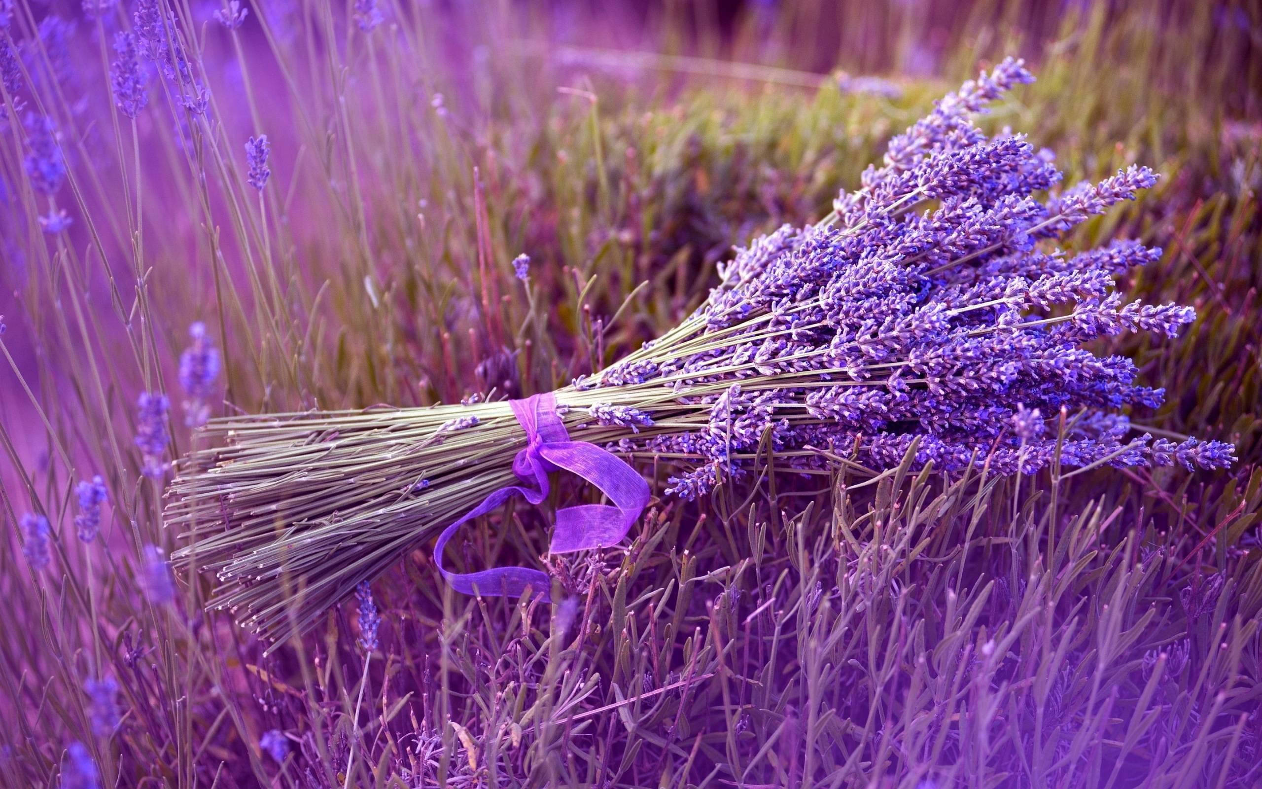lavender bouquet, ribbon, blooming lavender, 2K Desktop Wallpaper