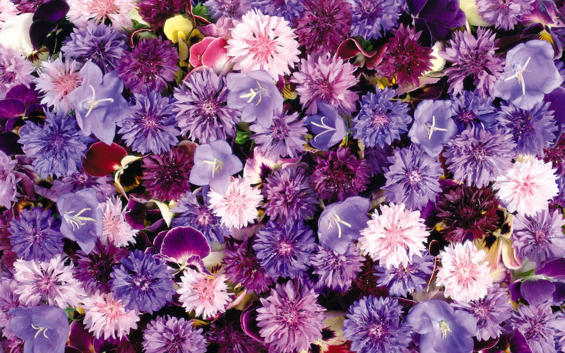 Blumen Flower Wall, purple, pink, Full HD Desktop Wallpaper
