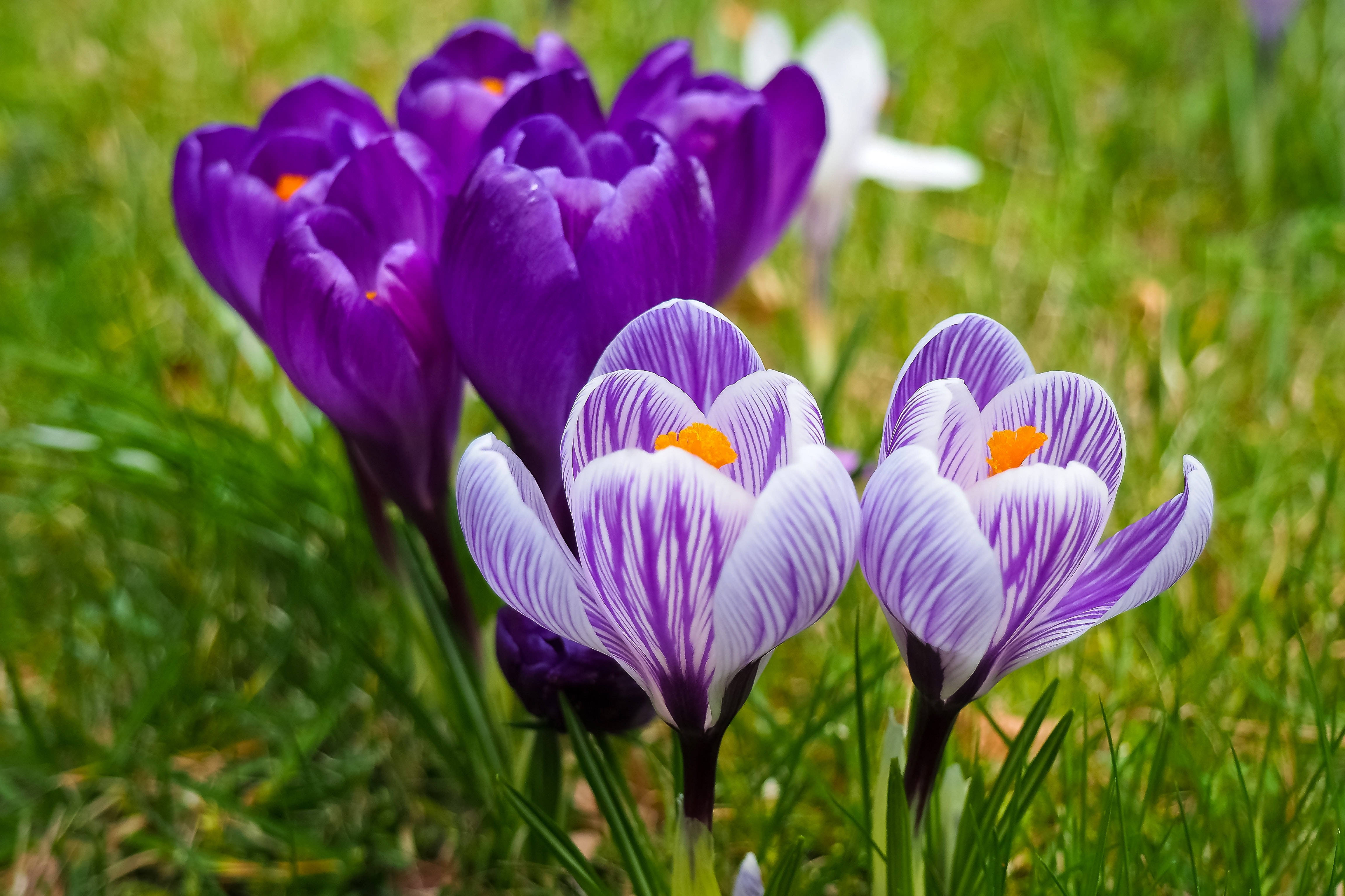 purple crocus flowers, orange centers, lush green grass, 4K Desktop Wallpaper
