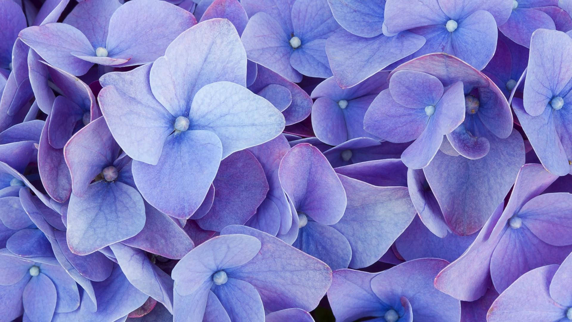 soft violet hydrangea, blue and purple hydrangea blossoms, soft gradients, Full HD Desktop Wallpaper