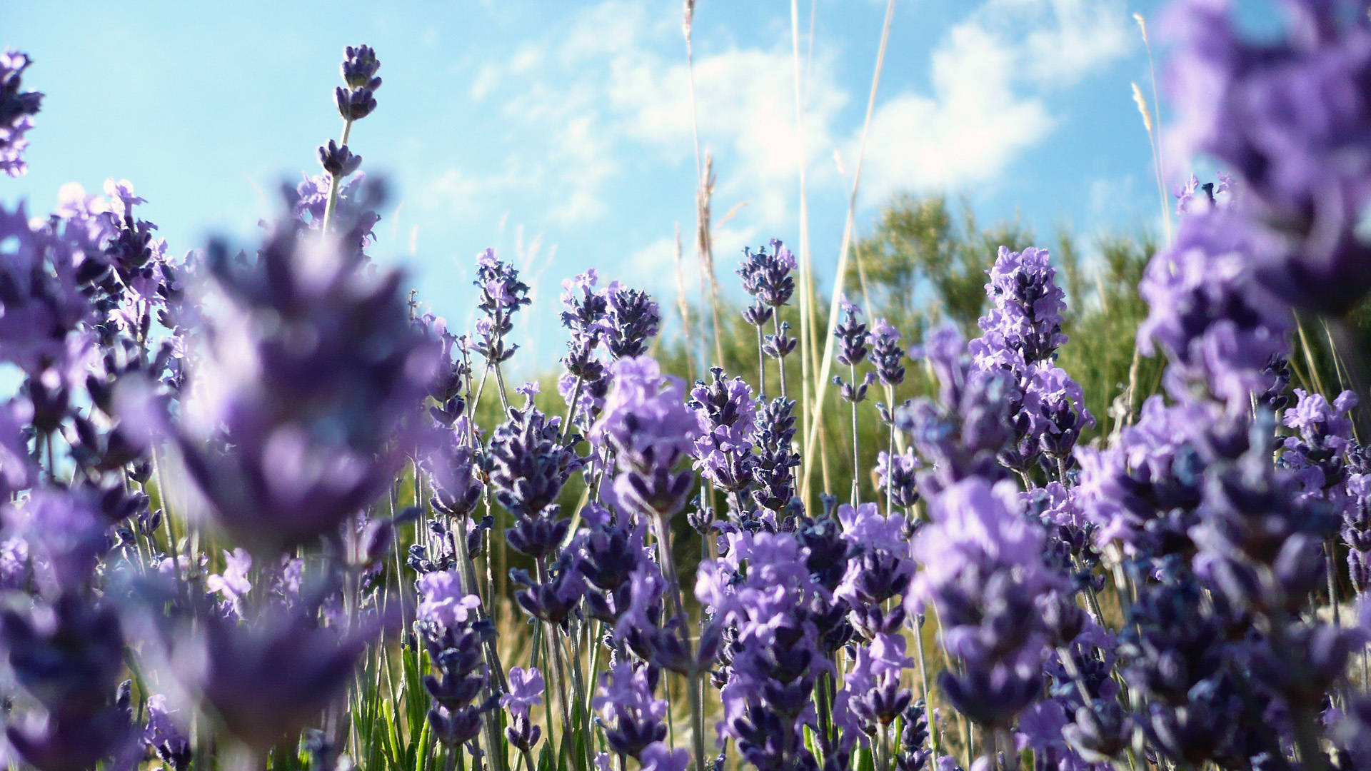 bright morning, lavender desktop, sunlit field, Full HD Desktop Wallpaper