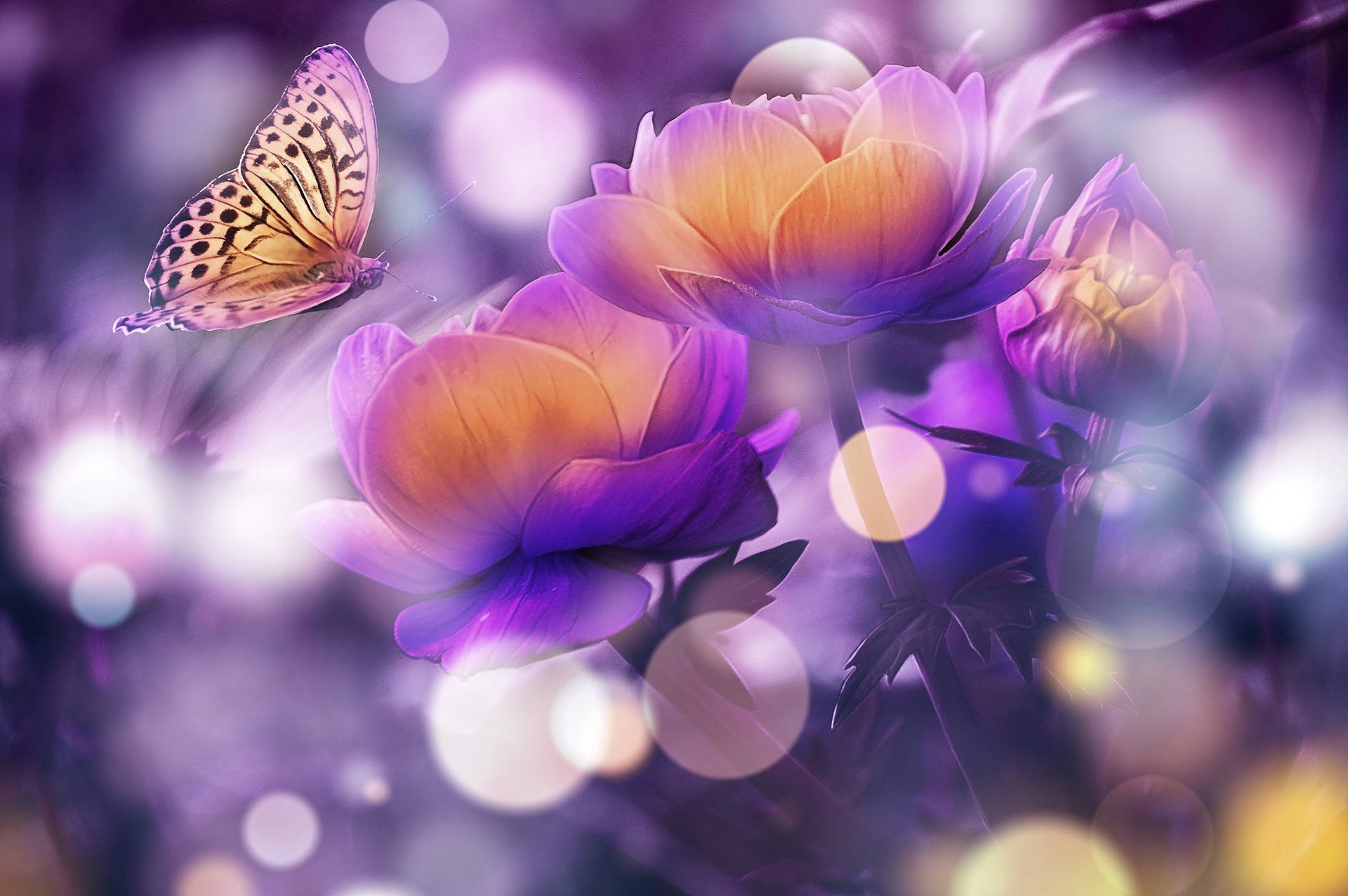 butterfly, orange and black wings, glowing purple and orange flowers, Full HD Desktop Wallpaper