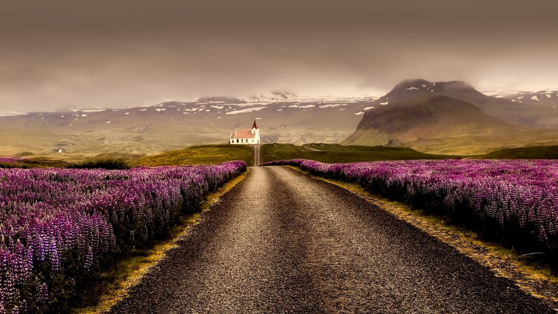 lavender field, purple lupine fields, white church with a red roof, Full HD Desktop Wallpaper