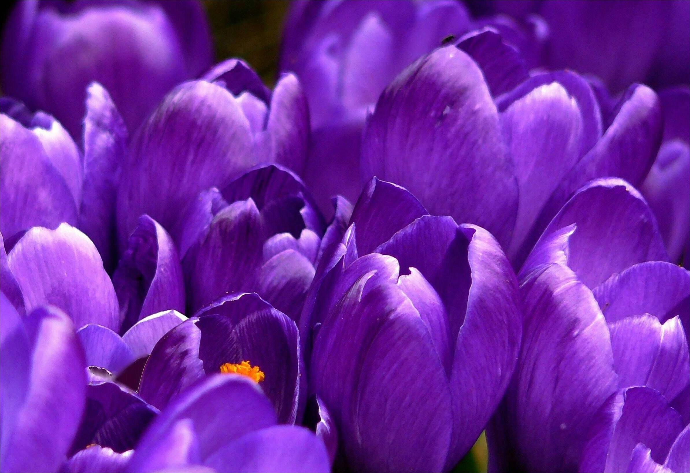 violet crocus flowers, vibrant purple, delicate petals, Full HD Desktop Wallpaper
